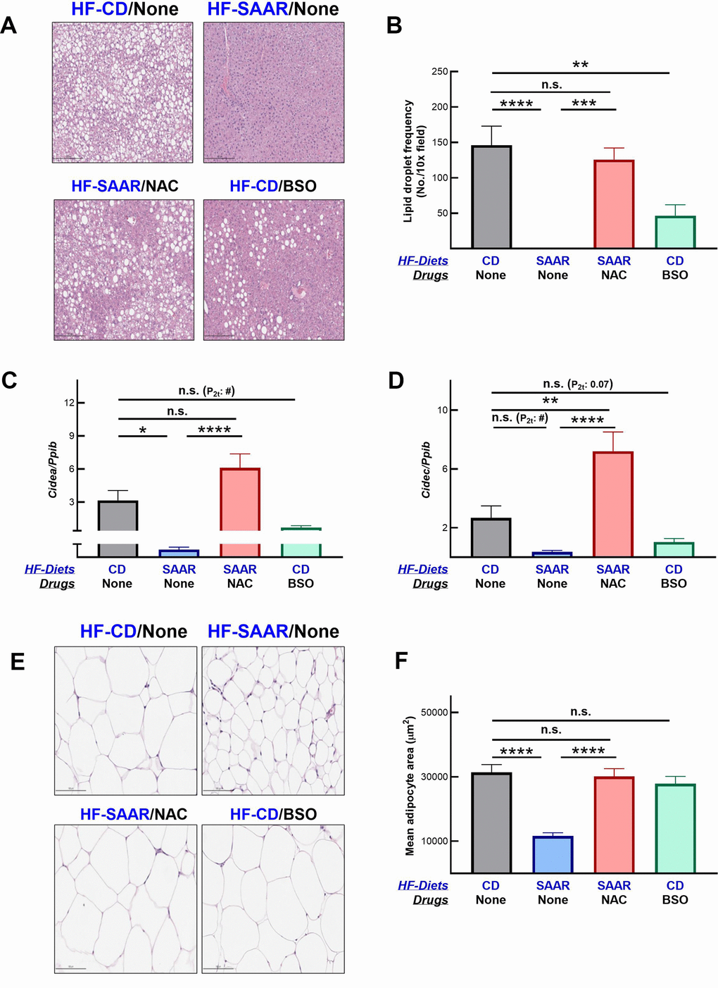 BSO decreases hepatic lipid droplet frequency. Hematoxylin and eosin-stained liver sections show a lower frequency of lipid droplets in mice on BSO than in CD but higher than those on the SAAR diet (A). A bar graph of lipid droplet quantification is shown in (B). Gene expression data show that both the SAAR diet and BSO decrease the expression of Cidea (C) and Cidec (D), proteins involved in lipid droplet synthesis. Unlike the SAAR diet, BSO did not decrease the adipocyte area in epididymal adipose tissue (E, F). NAC reversed all the SAAR-induced changes (A–F). Note: Statistical methods are similar to those in Figure 2. The sample size was 6-7/group.