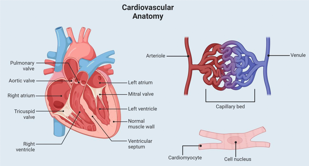 Cardiovascular anatomy. This figure shows a visual representation of some of the relevant cardiovascular anatomy. Labeled structures include the heart chambers, valves, capillary system, and a cardiac muscle cell.