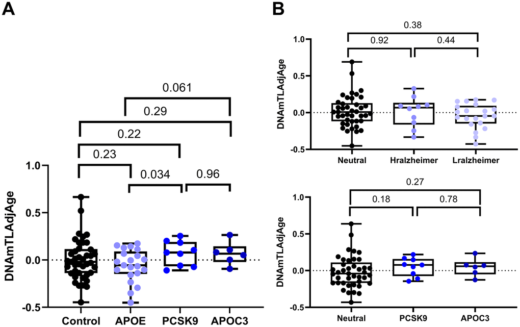 Comparison of DNAmTLAdjAge across various protective groups. (A) Boxplots illustrate DNAmTLAdjAge across individuals carrying various protective variants. The control group (n = 41) represents individuals with the APOE ε3 allele, while the APOE group (n = 21) includes individuals with the APOE ε2 and APOE ε4 alleles. Sample sizes for the PCSK9 group and APOC3 group were n=9 and n = 6. Statistical significance was assessed using an ANOVA test. (B) The upper plot compares DNAmTLAdjAge between the different APOE allele groups (Neutral n = 41, Hralzheimer n = 10, Lralzheimer n = 21). The lower plot compares DNAmTLAdjAge between individuals carrying atherosclerosis protective variants (PCSK9 n = 9 and APOC3 n = 6) and 41 controls (with the APOE ε3 allele). Statistical significance was assessed using an ANOVA test.