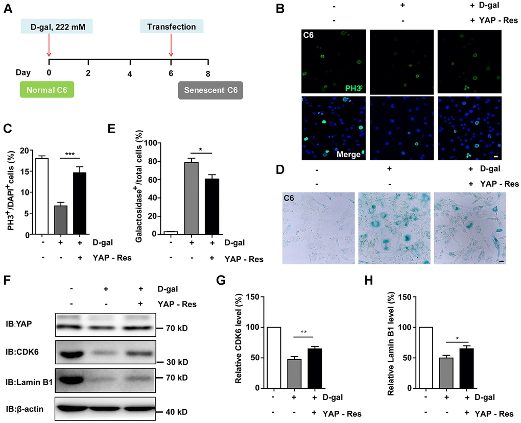 Overexpression of YAP restored D-gal-induced GBM senescence. (A) A schematic illustration showing YAP transfection in C6 senescent cells. (B) Immunostaining of PH3 in control C6 cells without transfection, or senescent C6 cells (treated with 222 mM D-gal for 8 d) transfected with EGFP or YAP-EGFP plasmid (YAP-Res) for 2 d. (C) Quantitative analysis of the percentage of PH3+ cells over total C6 cells as shown in (B) (n = 15). (D) Representative images showing β-galactosidase staining in control C6 cells without transfection, or senescent C6 cells (treated with 222 mM D-gal for 8 d) transfected with EGFP or YAP-EGFP plasmid (YAP-Res) for 2 d. (E) Quantification of the percentage of β-galactosidase+ cells over total cells as shown in (D) (n = 15). (F) Western blot detected the expression of YAP, CDK6, and Lamin B1 in control C6 cells without transfection, or senescent C6 cells (treated with 222 mM D-gal for 8 d) transfected with EGFP or YAP-EGFP plasmid (YAP-Res) for 2 d. (G, H) Quantification of CDK6 and Lamin B1 level as shown in (F) (n = 10). Scale bars, 20 μm. Data shown are mean ± s.e.m. *P **P ***P 