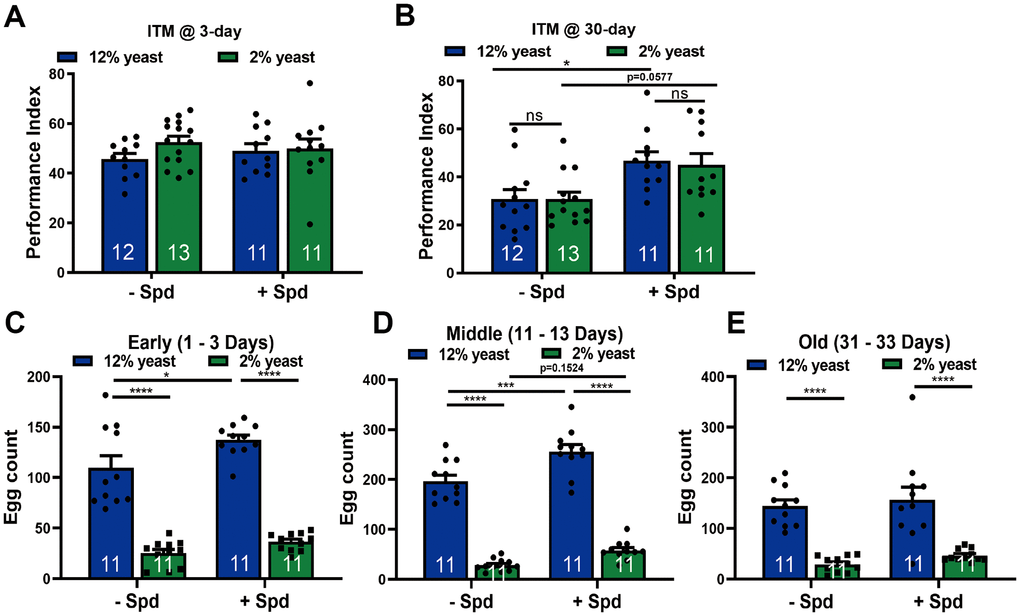 Spermidine protects from memory amelioration in both 12% yeast and 2% yeast diets as well as boosts fecundity in 12% yeast in mid-age flies. Intermediate-term memory (ITM) of 3-day (A) and 30-day (B) old isogenic w1118 flies, bred on either 12% or 2% food with or without the addition of 5 mM spermidine (n = 11 – 13 biological replicates. Each biological replicate contains around 70 flies). (C–E) Fecundity assay of isogenic w1118 female flies bred on 12% yeast and 2% yeast with and without the addition of 5 mM spermidine at early-, mid- and old-age respectively (n = 11 biological replicates). *p A – E).