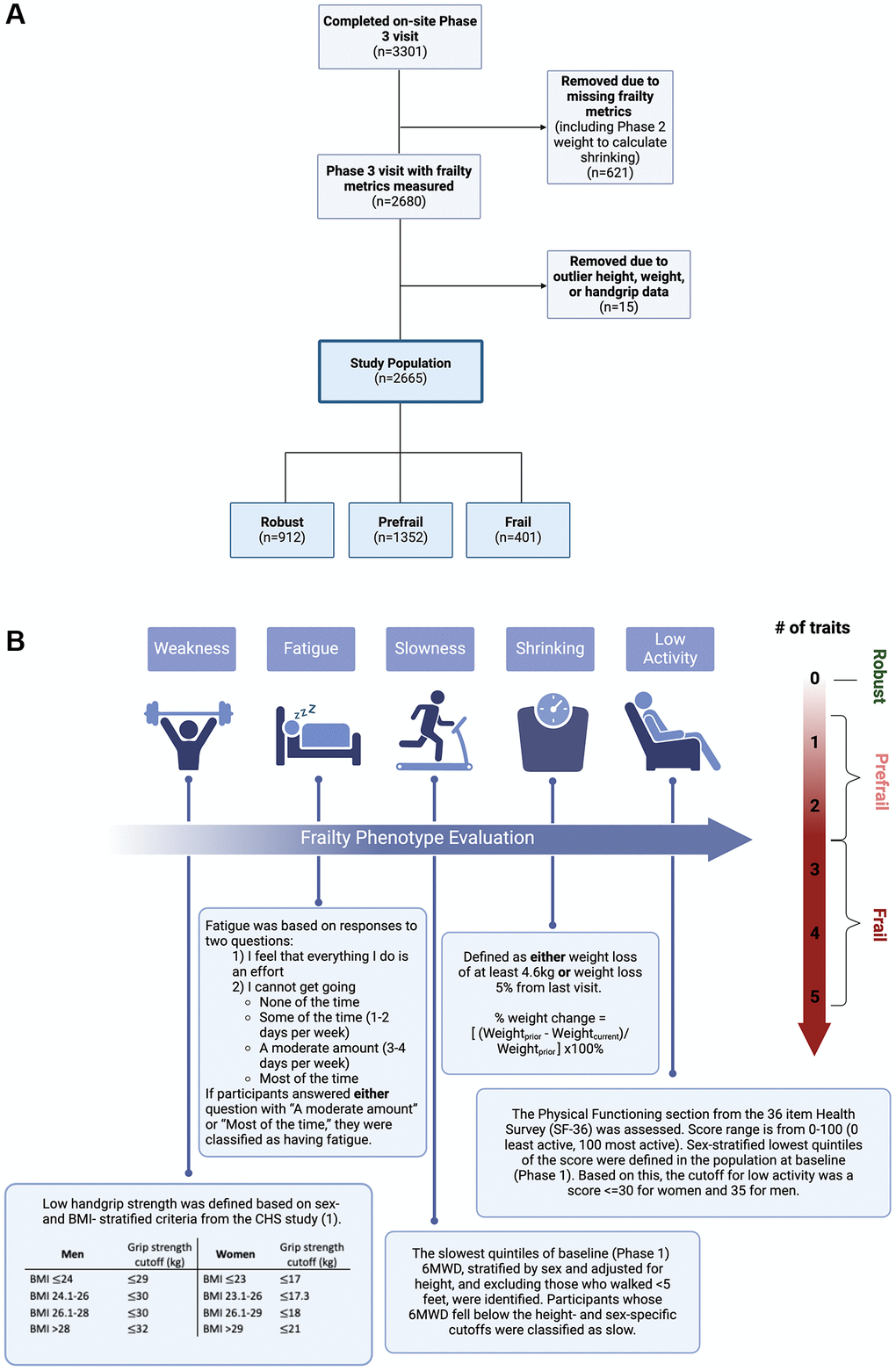 Methods. (A) CONSORT Diagram. (B) Frailty Phenotype Assessment. The frailty phenotype was evaluated based on five components: weakness, fatigue, slowness, shrinking, and low activity. Participants with three or more traits present were considered frail, those with one or two present were prefrail, and those without any traits present were classified as robust. Abbreviations: BMI: body mass index; 6MWD: six-minute walk distance; kg: kilograms; CHS: cardiovascular health study. Created in BioRender. Phillips, E. (2025) https://BioRender.com/6r3agi1 and https://BioRender.com/t42asu1.