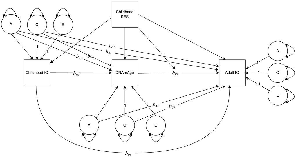 Path diagram depicting the association between DNAmAge and change in IQ, modified by childhood socioeconomic status (SES). Variances of ACE components are estimated, with paths to observed variables set to 1.0. All regression coefficients are unstandardized. bA1 and bC1 are regression coefficients from the A and C components of Childhood IQ to Adult IQ. bP1 is the phenotypic regression conditional on bA1 and bC1. bA2 and bC2 are regression coefficients from the A and C components of Childhood IQ to DNAmAge. bP2 is the phenotypic regression conditional on bA2 and bC2. bA3 and bC3 are regression coefficients from the A and C components of DNAmAge to Adult IQ. bP3 is the phenotypic regression conditional on bA3 and bC3. SES is a covariate for DNAmAge and the IQ variables, and a moderator of bP3.