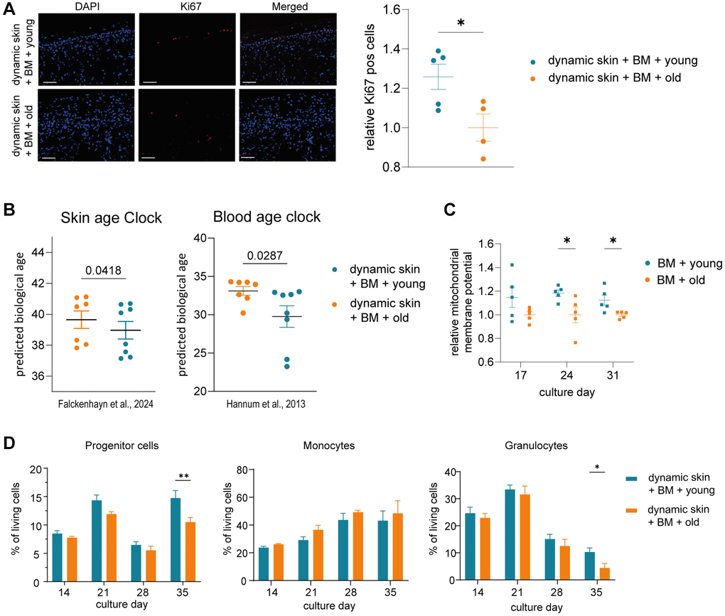 The skin model and the BM model show rejuvenated properties when co-cultured with young human serum in a long term dynamic in vitro MPS. The BM model was precultured in the HUMIMIC Chip3plus. After two weeks (culture day 14), the 3D long life skin model (Phenion) was added to the system and the co-culture treated with either young or old human serum for three weeks (culture day 14–35). (A) Immunofluorescence staining of Ki67 (red) of the 3D skin model. Representative images (scale bar = 100 μm) are shown on the left. Bar graphs show the relative proportion of Ki67+ cells normalized to treatment with old serum. (B) Determination of the DNA methylation-based biological age of the 3D skin models using the skin DNA methylation clock [7] and the blood age clock [8]. (C) Mitochondrial membrane potential of BM cells harvested on culture day 17, 24 and 31 normalized to treatment with old serum. (D) Flow cytometric analysis of BM cells. Bar graphs indicate the proportion of progenitor cells (left), monocytes (middle) and granulocytes (right) of all live BM cells after 14, 21, 28 and 35 days of culture. Data were obtained from one (A, C) or two (B, D) experiments with 4–7 replicates, shown as mean values +/− SEM (A, C, D) or mean values +/− SD (B). Unpaired t-test (A, B) or two-way ANOVA with Bonferroni correction (C, D), *p **p 