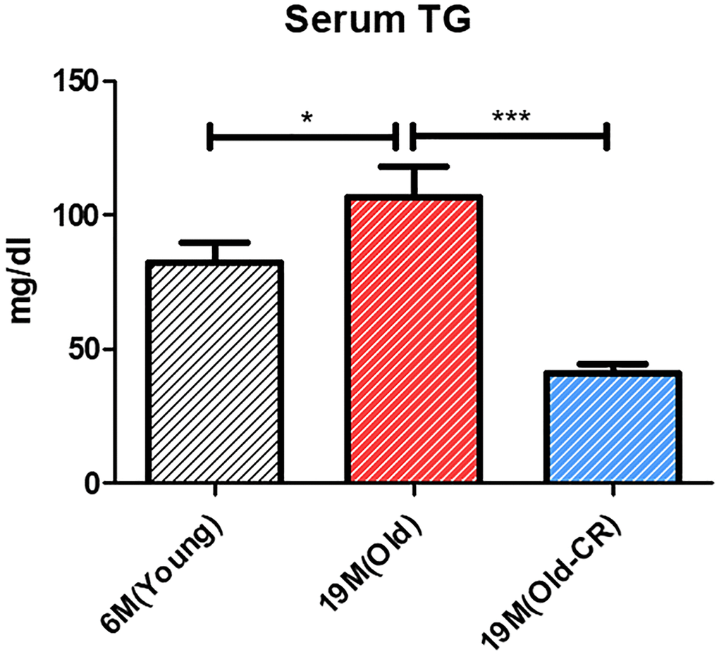 Effect of aging and CR on serum TG (n = 6 per group). Serum TG levels are increased in Old rats compared to those in Young rats and are decreased in Old-CR rats compared to those in Old rats (Young: 82.28 ± 7.111 mg/dL, Old: 106.8 ± 11.23 mg/dL, and Old-CR: 40.73 ± 3.689 mg/dL). Data are presented as mean ± SEM. Old-CR, old group under CR; TG, triglycerides.