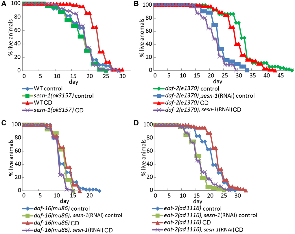 Lifespan regulation by sesn-1 through the daf-16 pathway and in eat-2 mutant under starvation. Analysis of the lifespan of different C. elegans strains: (A) WT and sesn-1(ok3157), (B) daf-2(e1370), (C) daf-16(mu86) and (D) eat-2(ad1116), with and without sesn-1(RNAi), incubated under control or caloric deprivation (CD) conditions.