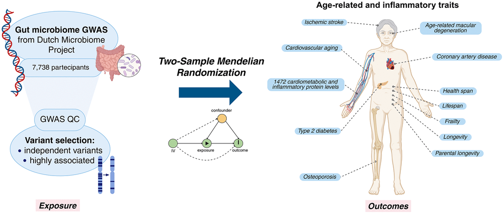 Graphical representation of the study. Created in BioRender. Sanna, S. (2025) https://BioRender.com/a45o861.