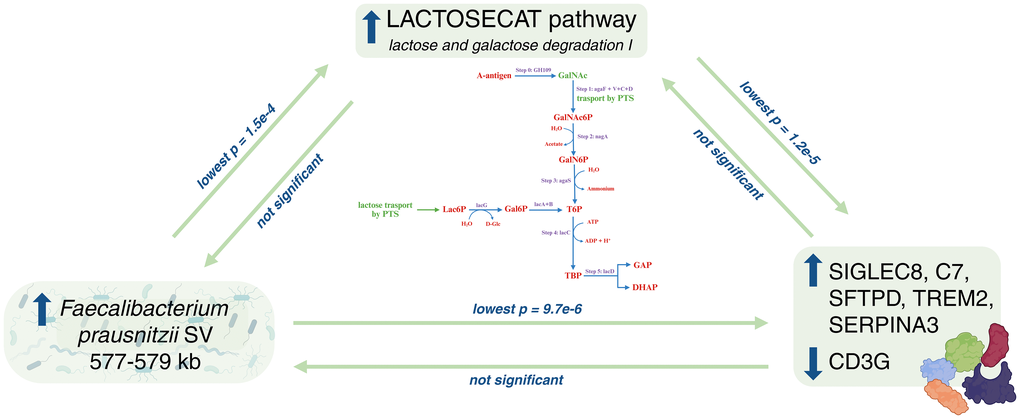Directed causal relationships involving the abundance of Faecalibacterium prausnitzii structural variant 577