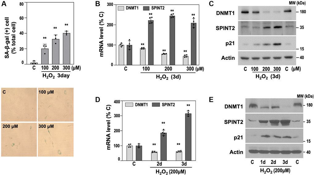 The inverse relationship between DNMT1 and SPINT2 expression is also observed in the OSIS model of primary HDF. (A–C) OSIS was induced by exposing primary HDFs (DT2) to the indicated concentrations of H2O2 for 3 days. (A) SA-β-gal activity was quantified (upper panel), and representative staining images are shown (lower panel). **p t-test. (B) qRT-PCR analysis of DNMT1 and SPINT2 mRNA levels. **p t-test. (C) Western blot analysis of DNMT1, SPINT2, and p21 protein expression. (D, E) HDFs (DT2) were treated with 200 μM H2O2 for the indicated time points. (D) qRT-PCR analysis of DNMT1 and SPINT2 mRNA levels. **p C) by Student’s t-test. (E) Western blot analysis of DNMT1, SPINT2, and p21 protein expression.