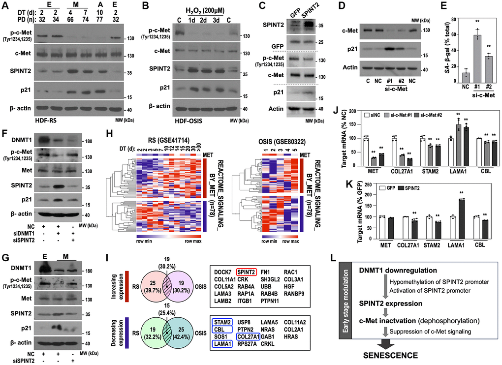 SPINT2 induces senescence by inhibiting c-Met signaling. (A) Western blot analysis of phosphorylated c-Met (p-c-Met), total c-Met, SPINT2, and p21 protein expression in the RS model HDFs. (B) Western blot analysis of p-c-Met, c-Met, SPINT2, and p21 in the time-series OSIS model. (C) HDFs (DT2) were infected with recombinant lentivirus encoding SPINT2 cDNA for 4 days, followed by Western blot analysis. GFP-encoded recombinant lentivirus was used as a control. (D-E) HDFs (DT2) were transfected with siRNAs targeting negative control (NC) or c-Met (si-c-Met) for 4 days. (D) Western blot analysis of DNMT1, SPINT2, and p21 protein expression. (E) Quantification of SA-β-gal activity. **p t-test. (F) HDFs (DT2) were transfected with siRNAs targeting DNMT1 (siDNMT1) and/or SPINT2 (siSPINT2) for 4 days. Western blot analysis was performed. (G) M-stage HDFs (DT4) were transfected with siRNAs targeting SPINT2 (siSPINT2) for 4 days. E-stage HDFs were also used as control. Western blot analysis. (H) Heatmap presentation of differentially expressed c-Met signaling genes based on transcriptomic data from RS and OSIS models (GSE41714 and GSE80332, respectively). (I) Venn diagram depicting the overlap in deregulated c-Met signaling genes between the RS and OSIS models. Among these, 15 genes were commonly downregulated, and 19 genes were commonly upregulated. (J) HDFs (DT2) were transfected with c-Met siRNA (si-c-Met) for four days, followed by qRT-PCR analysis of c-Met target gene expression. **p t-test. (K) HDFs (DT2) were infected with recombinant lentivirus encoding SPINT2 cDNA for 4 days, followed by qRT-PCR analysis of c-Met target genes. GFP-encoded recombinant lentivirus was used as a control. **p t-test. (L) Schematic diagram of early senescence modulation.