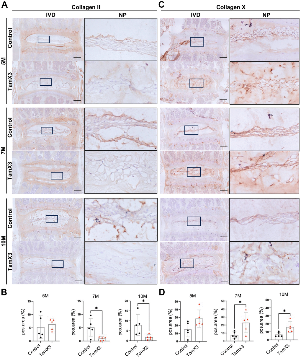 Runx1 overexpression altered collagen composition in the NP. (A, C) Representative images of immunohistochemistry staining of collagen II (A) and collagen X (C) at 5M, 7M, and 10M. Scale bar = 200 μm. Magnified NP areas are shown. Hematoxylin was used as nuclei staining and immunopositivity was labeled brown. (B, D) Quantification results showing that the expression of collagen II (B) was significantly decreased at 7M and 10M while the expression of collagen X (C) was increased in the NP of Runx1 overexpression mice. n = 5 mice /group. Student’s t-test was performed (* p 