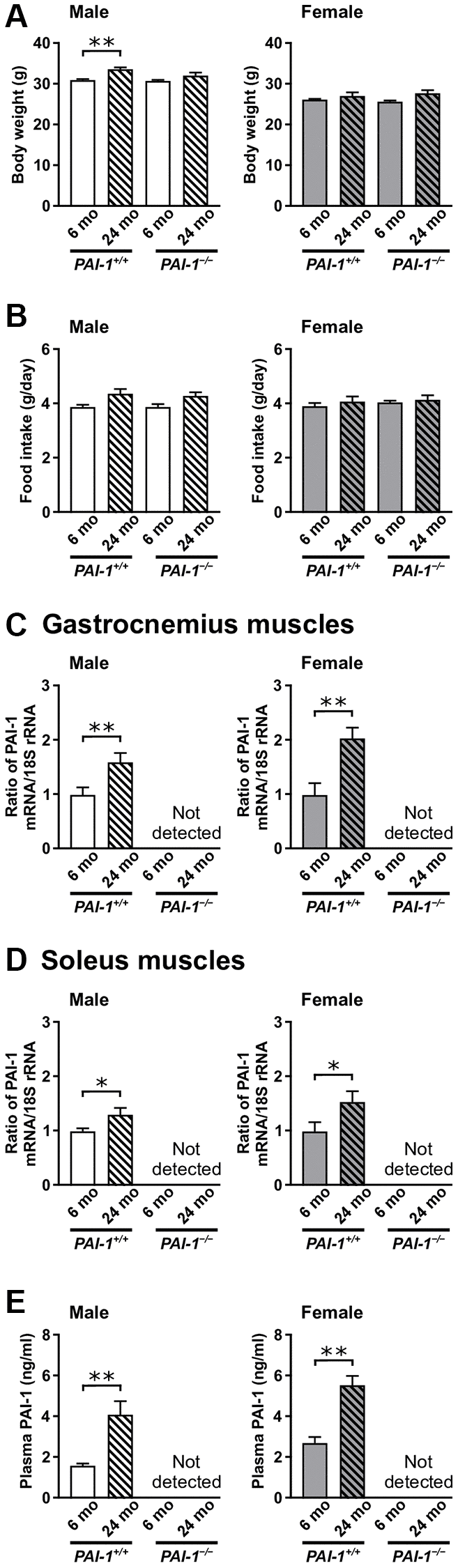 Aging-related changes in body weight, food intake, and PAI-1 mRNA levels in the gastrocnemius and soleus muscles of male and female mice. The figure shows the body weight (A), daily food intake (B), and PAI-1 mRNA levels in the gastrocnemius (C) and soleus (D) muscles of 6- and 24-month-old mice with PAI-1 gene deficiency (PAI-1−/−) and their wild-type counterparts (PAI-1+/+) (n = 9−10 in each group). Results of real-time PCR analysis for PAI-1 mRNA, expressed as a ratio to 18S rRNA, are shown. Plasma PAI-1 levels (E) in 6- and 24-month-old PAI-1+/+ and PAI-1−/− mice are shown (n = 10 in each group). Data are presented as mean ± standard error of the mean. **P *P 
