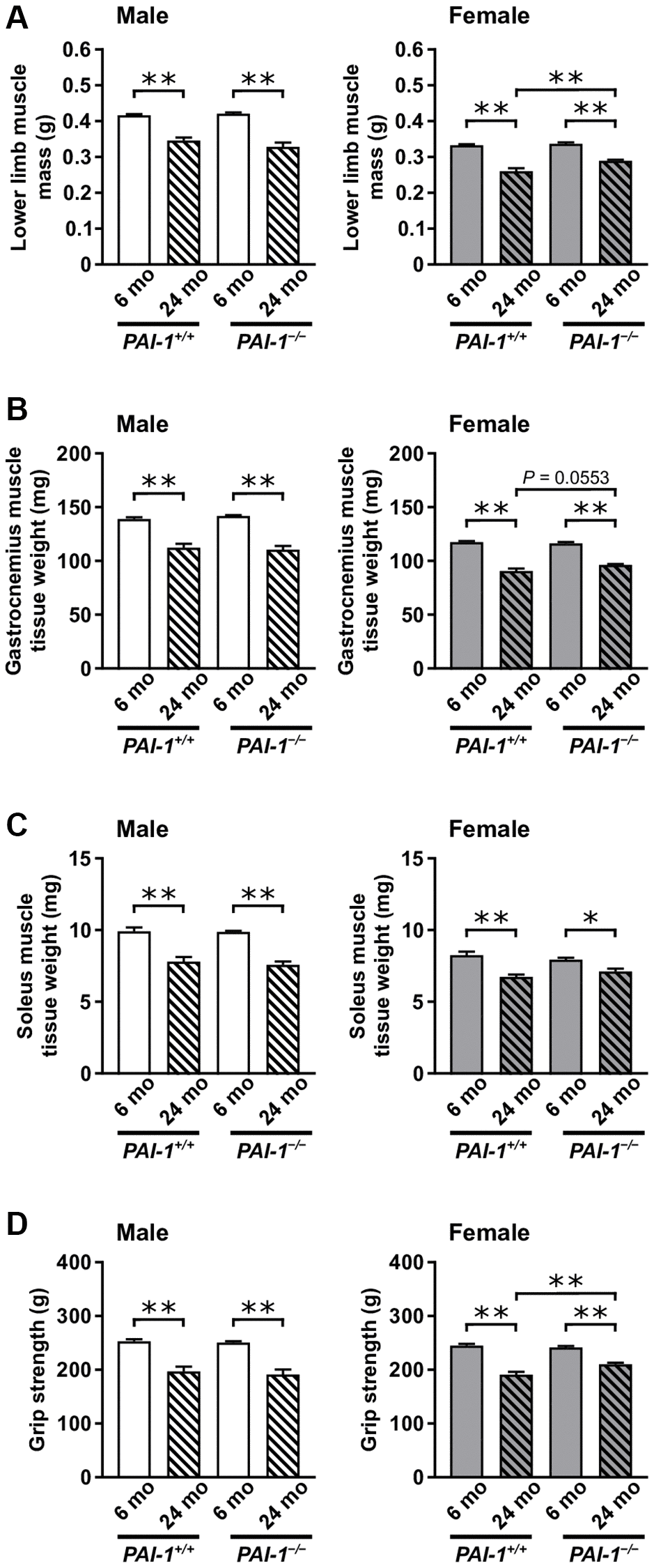 Aging-related changes in muscle parameters in male and female mice. Lower limb muscle mass assessed using qCT (A), tissue weights of the gastrocnemius (B) and soleus (C) muscles, and grip strength (D) in 6- and 24-month-old mice with PAI-1 gene deficiency (PAI-1−/−) and their wild-type counterparts (PAI-1+/+) are shown (n = 10 in each group). Data are presented as mean ± standard error of the mean. **P *P 