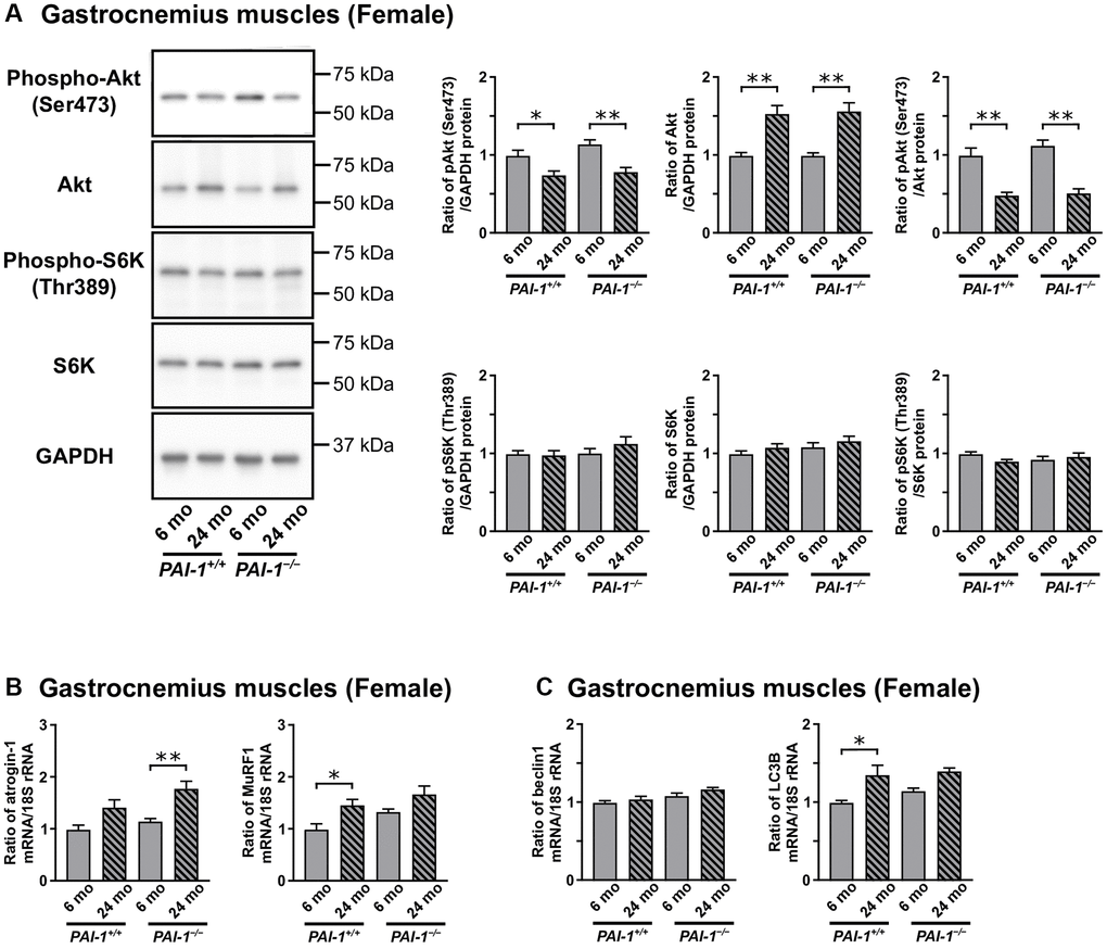 Aging-related changes in gene or protein expression levels of protein synthesis and degradation markers in the gastrocnemius muscles of female mice. Results of the Western blot analyses for components of the Akt/mechanistic target of the rapamycin (mTOR) pathway, Akt and p70S6 kinase (S6K), in the gastrocnemius muscles of 6- and 24-month-old female mice with PAI-1 gene deficiency (PAI-1−/−) and their wild-type counterparts (PAI-1+/+) (A) are shown (n = 9−10 in each group). The protein expression levels of phosphorylated Akt (Ser473), total Akt, phosphorylated S6K (Thr389), and total S6K are expressed as a ratio to GAPDH. Additionally, the phosphorylation rates of Akt (Ser473) and S6K (Thr389) are expressed as a ratio of phosphorylated to total protein levels. pAkt: phosphorylated Akt; pS6K: phosphorylated S6K. Results of real-time PCR analyses for the muscle-specific ubiquitin ligases (B), atrogin-1 and MuRF1, and autophagy-related genes (C), beclin1 and LC3B, in the gastrocnemius muscles of 6- and 24-month-old female PAI-1+/+ and PAI-1−/− mice are shown (n = 9−10 in each group). The expression levels of atrogin-1, MuRF1, beclin1, and LC3B mRNA are expressed as a ratio to 18S rRNA. Data are presented as mean ± standard error of the mean. **P *P 