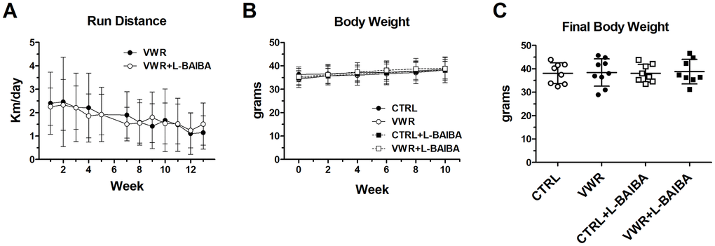 Run distance and body weight during the three-month intervention period. (A) Average daily running distance of exercising mice after each week over the three-month study. (B) Average body weight over the course of the three-month intervention period. Two-way ANOVA, p>0.05. (C) Average body weight of mice at the end of the three-month intervention period. One-way ANOVA, p>0.05. n = 8 CTRL, n = 9 VWR, n = 8 CTRL+L-BAIBA, n = 8 VWR+L-BAIBA. Mean ± SD.