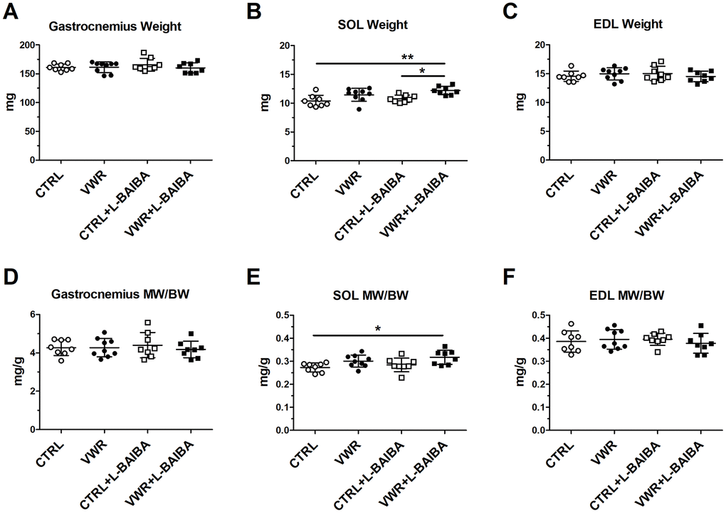 Muscle weights after the three-month intervention period. Average muscle weight for gastrocnemius (A), soleus (SOL) (B), and extensor digitorum longus (EDL) (C). Average muscle weight to body weight ratio (MW/BW) for gastrocnemius (D), soleus (E), and EDL (F). **pp
