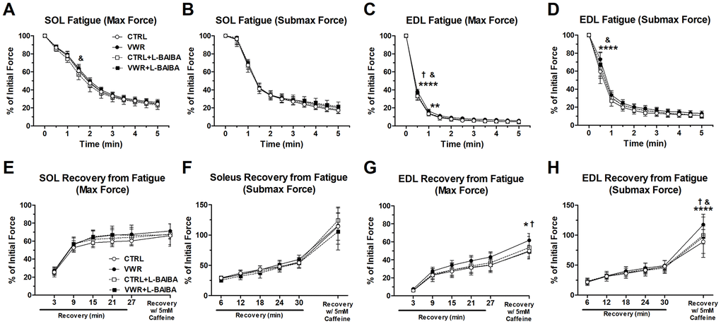 Ex vivo muscle fatigue and recovery from fatigue after the three-month intervention period. Fatigue of contractile force in soleus (SOL) muscle at maximal force (A) and submaximal force (B), and in EDL muscle at maximal force (C) and submaximal force (D). ****ppppE) and submaximal force (F), and in EDL muscle at maximal force (G) and submaximal force (H). Data is expressed as a percentage of initial force at baseline before fatigue. ****pppp