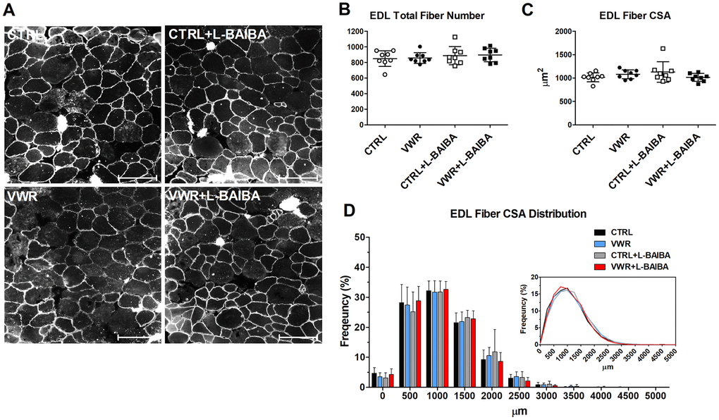 EDL muscle fiber cross-sectional area after the three-month intervention period. (A) Representative images of EDL muscle histological sections stained for dystrophin for quantitation of myofibers. The scale bar represents 100 μm. (B) Quantitation of the total number of EDL myofibers. (C) Average EDL myofiber cross-sectional area (CSA). (D) The frequency distribution of EDL myofiber CSA. Inlay: Superimposed myofiber frequency distribution curves at 250 μm binning. Two-way ANOVA, p>0.05. n = 8 CTRL, n = 8 VWR, n = 8 CTRL+L-BAIBA, n = 8 VWR+L-BAIBA. Mean ± SD.
