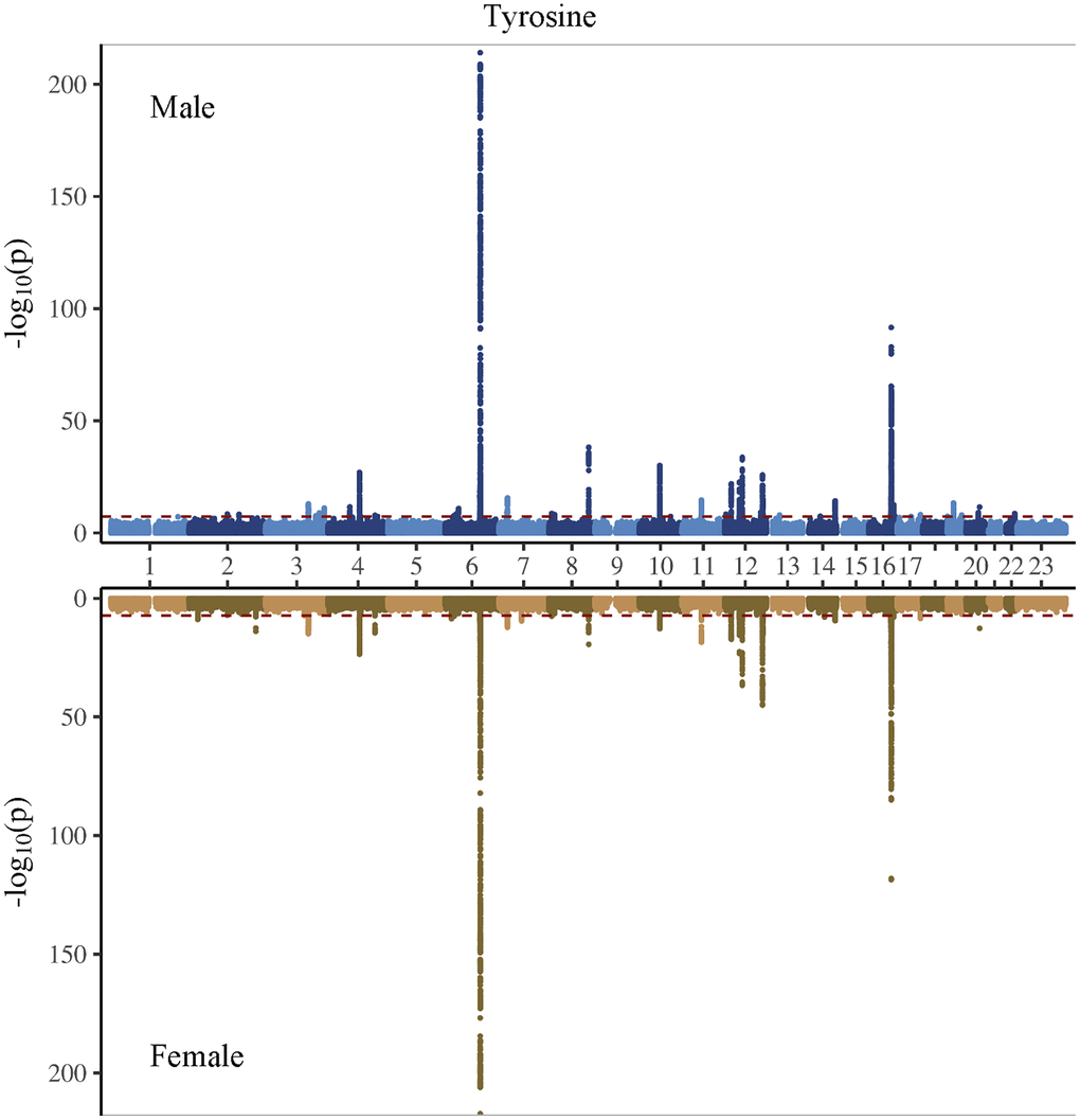 Manhattan plot on the genome-wide association study of tyrosine in men and women.