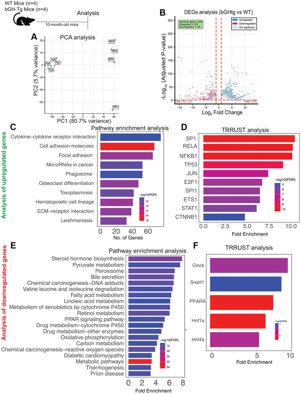 Transcriptomic alterations in the liver of bGH-Tg mice compared to WT controls. Three-month-old bGH-Tg and WT (C57BL6J) male mice were used for this study, and liver tissues were collected at 10 months of age for bulk RNA-seq analysis. Principal component analysis (A) shows clear segregation between WT and bGH-Tg liver transcriptomes. Differential expression analysis (B) identifies 4,209 upregulated and 1,193 downregulated genes in bGH-Tg mice compared to WT controls. Pathway enrichment analysis of upregulated genes (C) reveals enrichment of cytokine–cytokine receptor interaction, cell adhesion molecules, focal adhesion, microRNAs in cancer, hematopoietic cell lineage, and ECM–receptor interaction pathways, consistent with inflammatory and immune activation. TRRUST analysis (D) implicates transcription factors including SP1, RELA, NFKB1, TP53, JUN, and STAT1 as potential regulators of these pathways. Analysis of downregulated genes (E) highlights enrichment of metabolic and detoxification pathways, including steroid hormone biosynthesis, pyruvate metabolism, bile secretion, fatty acid metabolism, PPAR signaling, oxidative phosphorylation, and xenobiotic metabolism by cytochrome P450. TRRUST analysis (F) further identifies transcription factors such as CLOCK, Srebf1, PPARA, and Hnf family members as regulators of these metabolic changes, underscoring disrupted metabolic homeostasis in bGH-Tg livers.