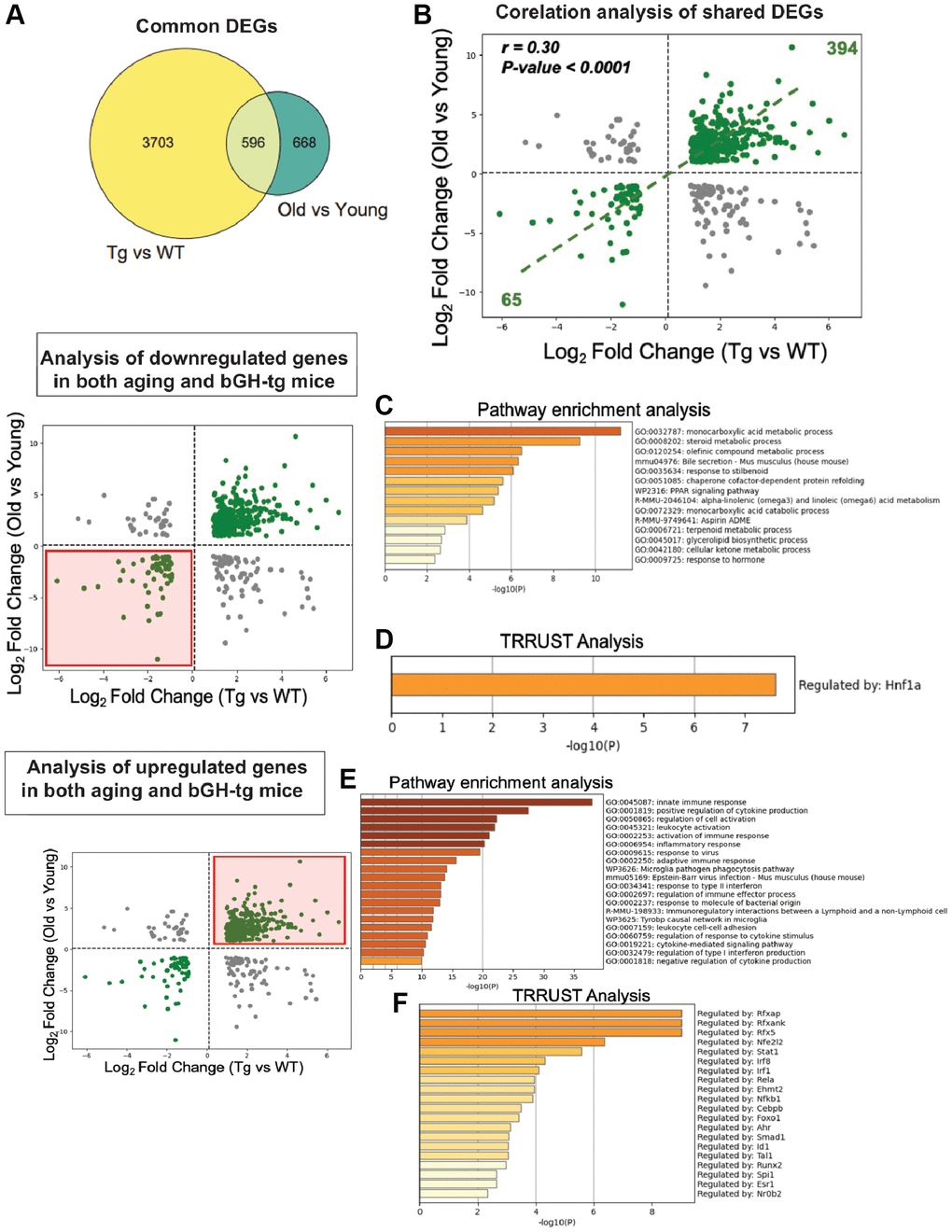 Comparative transcriptomic analysis of GH overexpression and liver aging. Differential gene expression profiles from bGH-Tg versus WT mice were compared with those from aged (24-month-old) versus young (10-month-old) WT mice to identify overlapping molecular signatures of GH-induced and age-associated changes. (A) Venn diagram showing 596 common differentially expressed genes (DEGs) shared between GH overexpression (Tg vs WT) and aging (Old vs Young). (B) Correlation analysis of shared DEGs reveals a significant positive correlation (r = 0.30, p C) Pathway enrichment analysis of shared downregulated genes demonstrates enrichment of key metabolic pathways. (D) TRRUST analysis of shared downregulated genes identifies Hnf1a as a major regulatory transcription factor. (E) Pathway enrichment analysis of shared upregulated genes highlights enrichment of key gene ontology pathways. (F) TRRUST analysis of upregulated shared genes implicates transcription factors including Rfxap, Stat1, Irf1, Nfkb1, Rel, and other immune regulators as key drivers of the inflammatory transcriptional program common to both GH overexpression and aging.