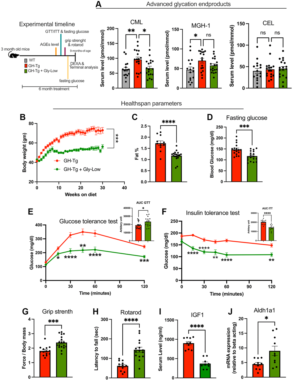 Accumulation of advanced glycation end products (AGEs) and beneficial effects of Gly-Low treatment in bGH-Tg mice. As shown in the experimental regime, 3-month-old WT, bGH-Tg, and bGH-Tg mice treated with Gly-Low were maintained on their respective diets for 6 months, after which animals underwent metabolic and functional assessments followed by terminal tissue collection. (A) Mass spectrometry–based quantification of serum AGEs revealed significantly elevated CML and MGH-1 in bGH-Tg mice compared to WT, with both reduced by Gly-Low treatment, while CEL levels remained unchanged. (B–F) Healthspan and metabolic parameters were assessed: Gly-Low–treated bGH-Tg mice exhibited lower body weight gain (B), reduced fat mass percentage (C), improved fasting glucose levels (D), enhanced glucose tolerance (E), and improved insulin sensitivity (F). (G, H) Functional testing demonstrated that Gly-Low improved grip strength and rotarod performance relative to untreated bGH-Tg mice. (I, J) Molecular analysis showed reduced circulating IGF1 and increased hepatic expression of Aldh1a1, a detoxification enzyme, in Gly-Low–treated bGH-Tg mice. Data are presented as mean ± SEM, and statistical significance is indicated by *p ≤ 0.05, **p ≤ 0.01, ***p ≤ 0.001, and ****p ≤ 0.0001.