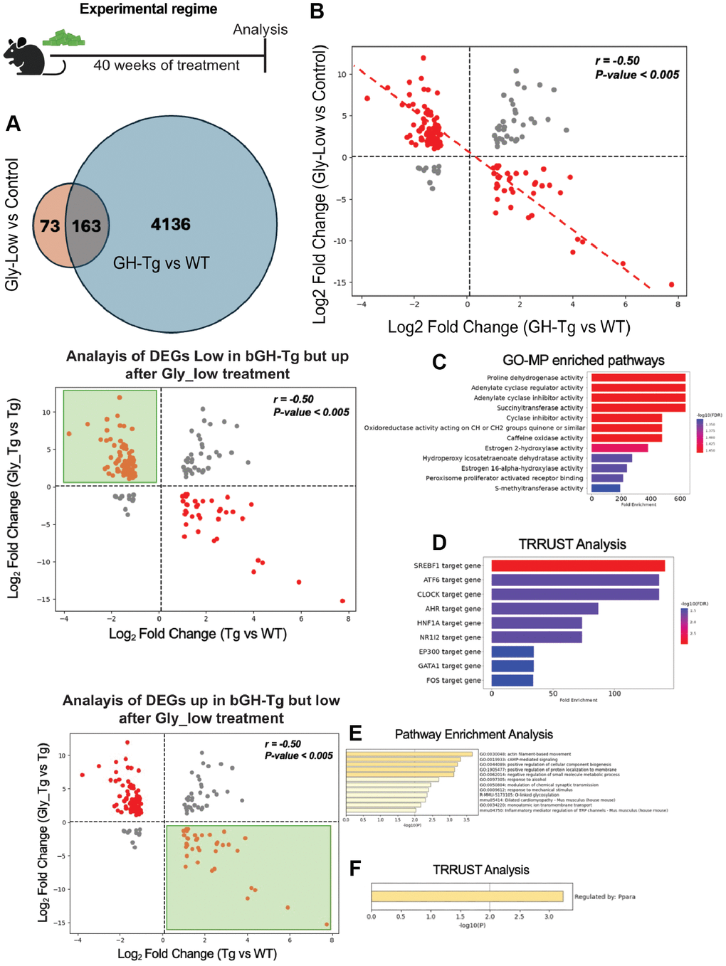 Gly-Low treatment partially reverses transcriptomic alterations induced by GH overexpression. As shown in the experimental regime, bGH-Tg mice were treated with Gly-Low or control diet for 40 weeks, after which liver transcriptomes were analyzed. (A) Venn diagram shows 163 differentially expressed genes (DEGs) overlapping between Gly-Low–treated versus control bGH-Tg mice and bGH-Tg versus WT comparisons. (B) Correlation analysis of shared DEGs demonstrates a strong negative correlation (r = –0.50, p C, D) Analysis of genes downregulated in bGH-Tg mice but restored by Gly-Low revealed enrichment of pathways associated with oxidoreductase activity, adenylate cyclase regulation, estrogen metabolism, and PPAR signaling, with TRRUST implicating transcription factors including SREBF1, ATF6, CLOCK, HNF1A, and NR1I2 as regulators. (E, F) Conversely, analysis of genes upregulated in bGH-Tg mice but suppressed by Gly-Low treatment identified enrichment of pathways related to actin filament–based movement, cAMP-mediated signaling, and gluconeogenesis, with TRRUST highlighting PPARA as a key transcriptional regulator.