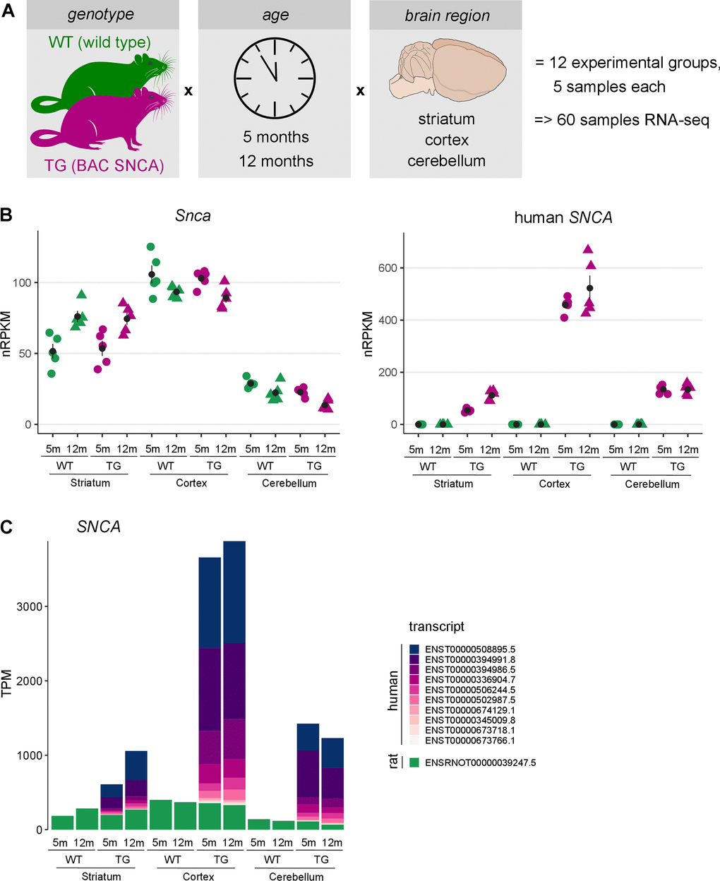 Brain region-specific overexpression of endogenous and human SNCA in rats. (A) Schematic illustration showing the experimental design of 5- and 12-months-old wildtype (WT) and transgenic (TG) BAC SNCA rats. RNA was isolated from striatum, cortex and cerebellum for 5 animals per group and used for RNA-seq to identify differential expression. (B) Expression level of endogenous rat Snca (left) and human SNCA (right) as individual nRPKM data points per rat across experimental groups with mean and standard error of the mean. (C) Composition and expression level of endogenous and human SNCA transcript isoforms across experimental groups.