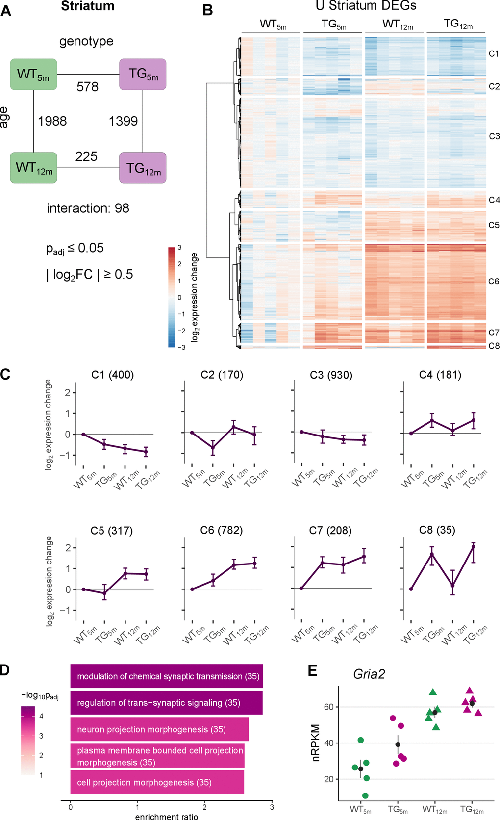 Striatal gene expression changes under SNCA overload largely occur in young TG rats. (A) Number of differentially expressed genes (DEGs) between experimental groups in the striatum, along the genotype (WT and TG) and age axes (5 and 12 months) and their interaction with the indicated significance cut-offs. (B) Heatmap of hierarchically clustered striatal expression changes relative to WT5m of 2776 DEGs (union of striatal DEGs shown in Figure 2A) across experimental groups. (C) Average gene expression changes and standard deviation of all striatal DEGs plotted as centroids clustered in eight groups. Numbers of DEGs shown in brackets. (D) Five most significant enriched biological processes for the DEGs in cluster 6 with indicated adjusted p-value, enrichment ratio and DEG count in brackets. (E) Expression level for Gria2 as individual nRPKM data points across experimental groups with mean and standard error of the mean.