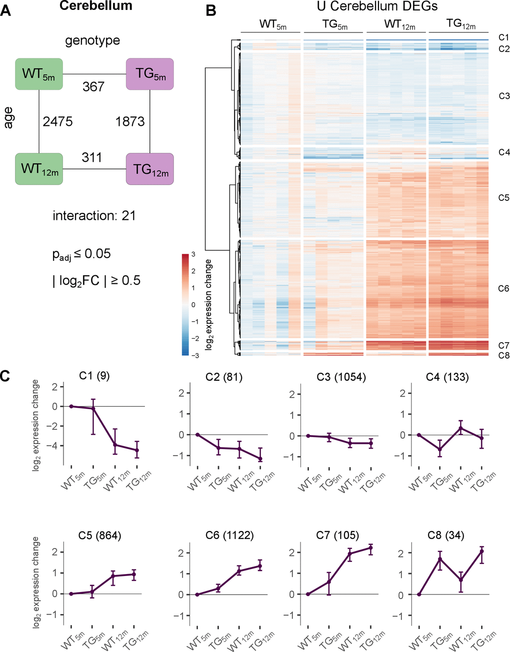 Modest impact of SNCA overexpression on cerebellar transcriptome. (A) Number of DEGs between experimental groups in the cerebellum, along the genotype (WT and TG) and age axes (5 and 12 months) and their interaction with the indicated significance cut-offs. (B) Heatmap of hierarchically clustered cerebellar expression changes of 3402 DEGs relative to WT5m (union of cerebellar DEGs shown in Figure 3A) across experimental groups. (C) Average gene expression changes and standard deviation of all cerebellar DEGs plotted as centroids clustered in eight groups. Numbers of DEGs are shown in brackets.