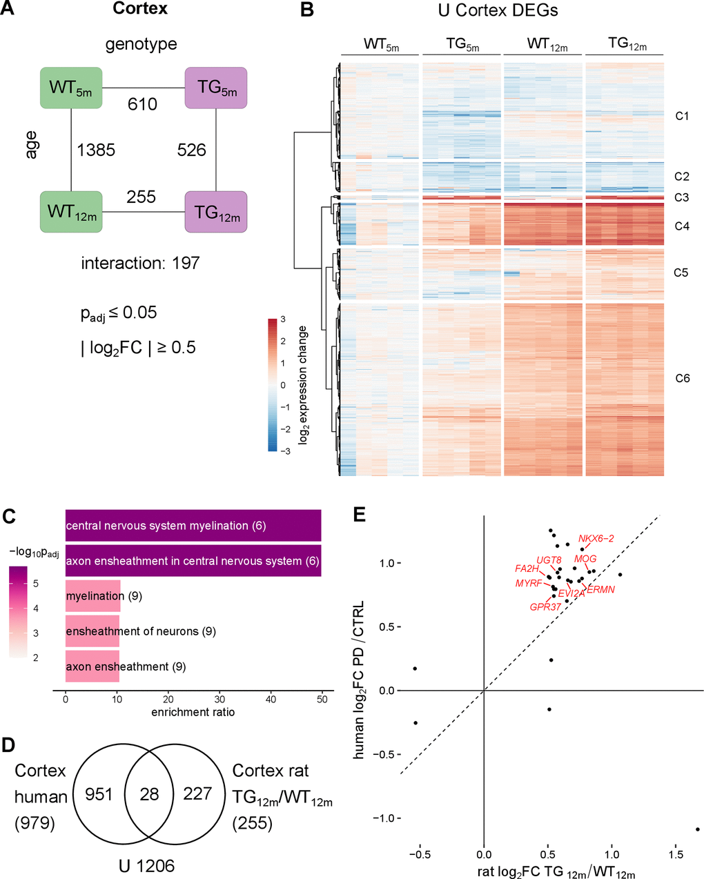 Cortical transcriptomic perturbations under SNCA overload include myelination-linked genes in rat and PD patients. (A) Number of DEGs between experimental groups in the cortex, along the genotype (WT and TG) and age axes (5 and 12 months) and their interaction with the indicated significance cut-offs. (B) Heatmap of hierarchically clustered cortical expression changes relative to WT5m of 2061 DEGs (union of cortical DEGs shown in Figure 4A) across experimental groups. (C) Five most significant enriched biological processes for the 255 cortical DEGs of 12-month-old TG rats with indicated adjusted p-value, enrichment ratio, and DEG count in brackets. (D) Venn diagram comparing 255 DEGs identified in the cortex of 12-month-old TG rats and 979 DEGs identified in the cortex of PD patients [31]. (E) Scatter plot of 28 overlapping DEGs identified in the cortex of 12-month-old TG rats and in the cortex of PD patients. Oligodendrocyte associated DEGs are labelled.