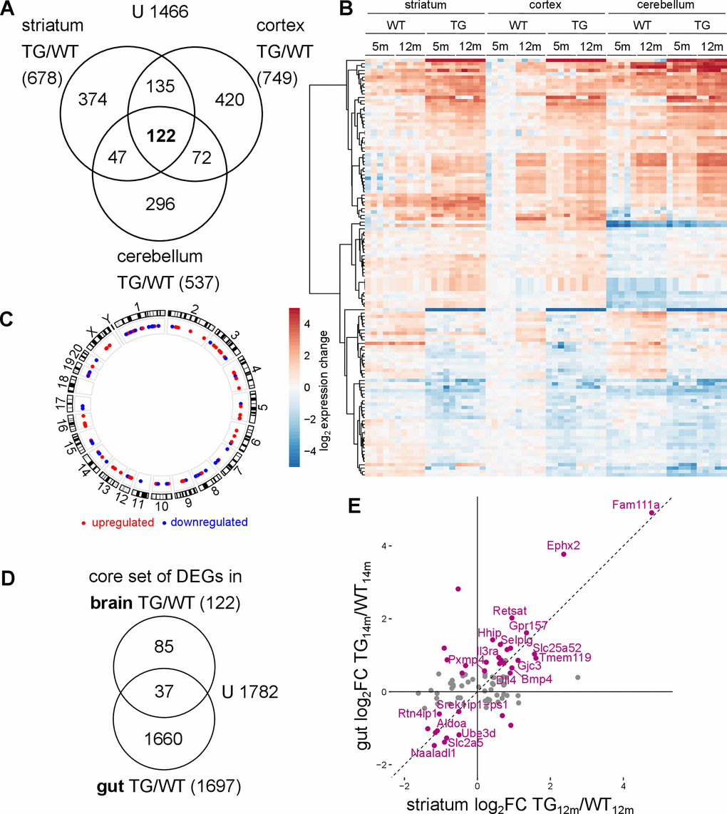 Common transcriptomic changes in SNCA overexpressing rats across brain regions and tissues. (A) Venn diagram comparing DEGs identified along the genotype axis in 5- and 12-month-old WT and TG rats between the striatum, the cortex and the cerebellum. (B) Heatmap of striatal, cortical and cerebellar expression profiles of 122 overlapping genes (shown in A) as log2 expression change relative to striatal WT5m per experimental group. (C) Circos plot of the spatial distribution of 122 common DEGs found in TG animals across all examined brain regions. Genes are color coded based on their up- or downregulation in at least two brain regions. (D) Venn diagram comparing 122 DEGs identified as core set of DEGs in three examined brain regions in TG animals and 1697 DEGs identified in the gut of the same rat model [32]. (E) Scatter plot of 122 cross-regional DEGs in TG animals in striatum and gut with 37 overlapping DEGs between brain regions and gut highlighted in purple. DEGs with the same regulation in brain and gut are labelled.