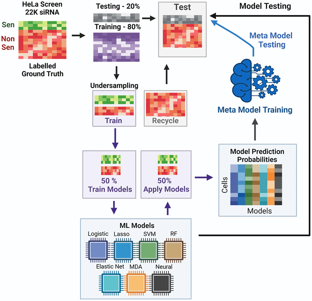 Overview of SAMP-Score model development. Each model was assessed according to a range of criteria, which are visualised in the model metrics (Figure 3A) and confusion matrix heatmaps (Figure 3B), as well as neural network map (Figure 3D) and ROC curves (Figure 3E; Supplementary Figure 4). The model metrics are nuanced and can be misleading when viewed in isolation. For instance, accuracy is a measure of correct predictions and is often relied upon as a single readout of model performance. But in a hypothetical example where there are 99 majority cases (e.g., NonSen) and 1 minority case (e.g., Sen) then a model may be 99% accurate by simply always predicting NonSen; but this would not be a useful tool. Therefore, particularly in senescence research where instances are likely to be imbalanced, particular care in assessing model performance must be taken.