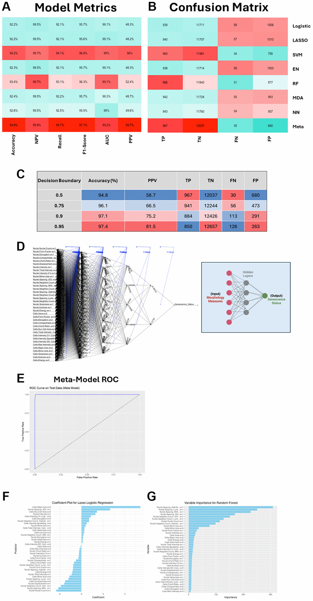 SAMP-Score model development and metric assessment. (A, B) Machine learning (ML) model assessment metrics and confusion matrix for all individual ML models and stacked meta-model (SAMP-Score). Abbreviations: NPV: Negative Prediction Value; AUC: Area under curve; PPV: Positive Prediction Value; TP: True Positive; TN: True Negative; FN: False Negative; FP: False Positive. (C) Effect of altering decision boundary position on model metrics and confusion matrix. (D) Neural network model. Features are input nodes and lead to a prediction of Senescence or Non-Senescence. (E) Receiver operating characteristic (ROC) curve for stacked meta model. (F, G) Model feature contributions to Lasso and Random Forest models.