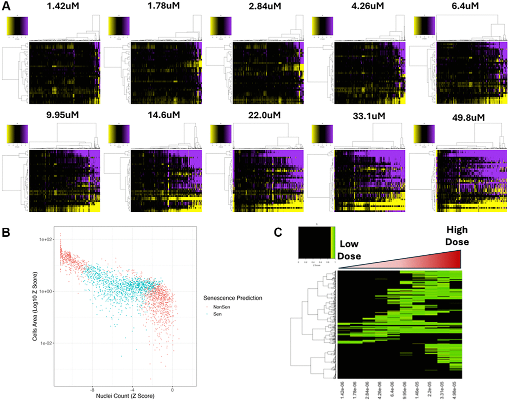 Dose response compound screen. (A) Heatmap representing high content analysis feature (HCA; y-axis) profiles of a dose response compound screen (Compounds; x-axis) performed in MB-468 cells. In all heatmaps, purple indicates positive modulation and yellow negative modulation of greater than 1.96 Z-scores from DMSO vehicle control. Black indicates no change. (B) Scatter plot showing Z-scores of nuclear count and cell area (log10) for all compound treatments. Points are coloured Non-Senescent (red) or Senescent (blue) according to SAMP-Score classification. (C) Heatmap showing SAMP-Score prediction co-efficient for all compounds (y-axis) and doses (x-axis). Black indicates score of 