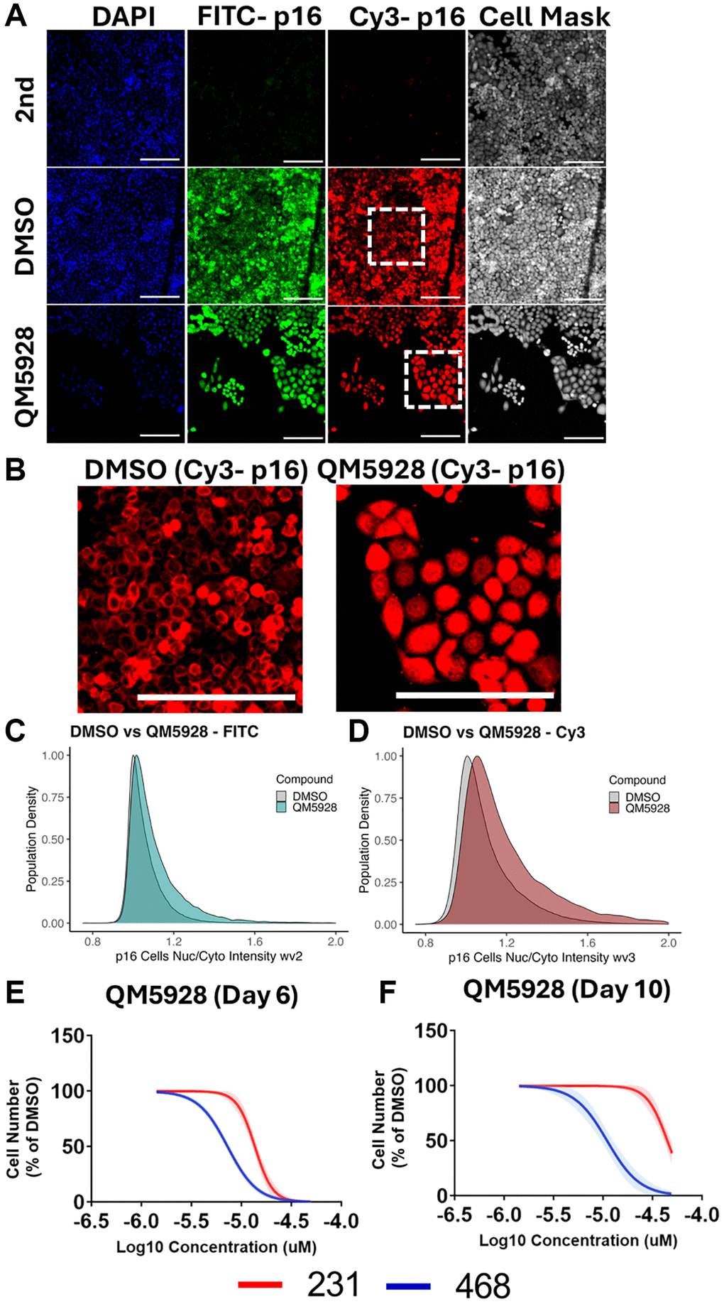 Interplay between p16 localisation and QM5928. (A) Immunofluorescence staining of MB-468s treated with either DMSO or QM5928 for DAPI, p16 (Santa Cruz - FITC), p16 (Protein Tech - Cy3) and Cell Mask. Secondary only controls (2nd) did not receive primary p16 antibodies. (B) Digital zoom of white boxed areas in A, for p16 (Protein Tech - Cy3). Scale bars = 100 μm. (C, D) Scaled probability density estimate quantitation of nuclear/cytoplasmic intensity ratios for MB-468s stained with p16 in the FITC and Cy3 channels. A higher value indicates increased nuclear staining. Area under the curve is equal to 100% of the population. N = 3. (E, F) Cell counts for MB-468 (p16 positive - blue) and MB-231 (p16-null - red) cancer lines in response to QM5928 at day 6 or day 10. N = 3. The data for MB-468s in Figures 6 and 7 are derived from the same experimental dataset, presented in different formats to emphasise distinct aspects of the findings.