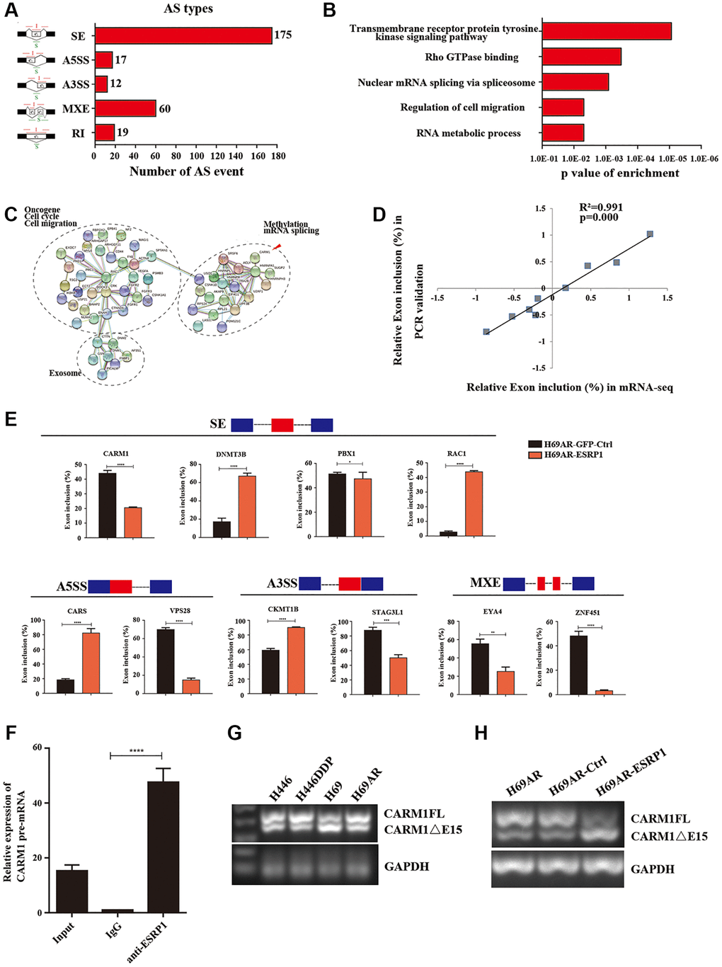 Global regulation of the transcriptome by ESRP1 in SCLC chemoresistance-related genes. (A) Quantification of the different AS events affected by ESRP1. (B) Gene ontology of ESRP1-regulated AS targets. Fisher exact p values were plotted for each enriched functional category. (C) Functional association network of ESRP1-regulated AS targets. The genes in (C) were analyzed using the STRING database, and subgroups are marked according to their functions. (D) Correlation between the relative changes in Exon inclusion ratio values observed by RNA-seq vs. RT-PCR confirmation. (E) Validation of different types of ESRP1-regulated AS events by semiquantitative RT-PCR using H69AR cells transfected with ESRP1 or control vectors. The mean ± SD of Exon inclusion Ratio from three experiments were plotted. (F) The expression of CARM1 pre-mRNAs with ESRP1 was detected by RNA immunoprecipitation (RIP) assay in H69 cells. (G) Representative ethidium bromide stained agarose gel photo showing expression of CARM1FL and CARM1ΔE15 in chemoresistant and chemosensitive cells. (H) Representative ethidium bromide stained agarose gel photo showing expression of CARM1FL and CARM1ΔE15 after overexpressing ESRP1 in H69AR cells. *p **p ***p ****p 