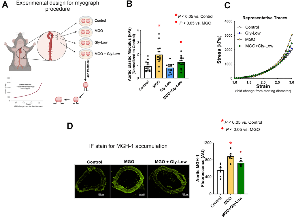 Ex-vivo incubation with MGO increases arterial stiffness which is mitigated by Gly-Low coincubation as measured by aortic elastic modulus. (A) Experimental design for the myograph procedure. (B) Aortic elastic modulus for young (6-month) intervention-naïve male mouse aortic rings following exposure to standard media (control), MGO, Gly-Low, and MGO+Gly-Low (n=13/group). (C) Representative curves for wire myography experiment. (D) Representative immunofluorescence staining for methylglyoxal-derived hydroimidazolone-1 (MGH-1) accumulation in aortic rings exposed to standard media (control), MGO, and MGO+Gly-Low (n=5–6/group). Panels (B) and (D) were analyzed using paired t-tests, as different media conditions were tested on aortas obtained from the same mouse. All values are in mean ± SEM, *p