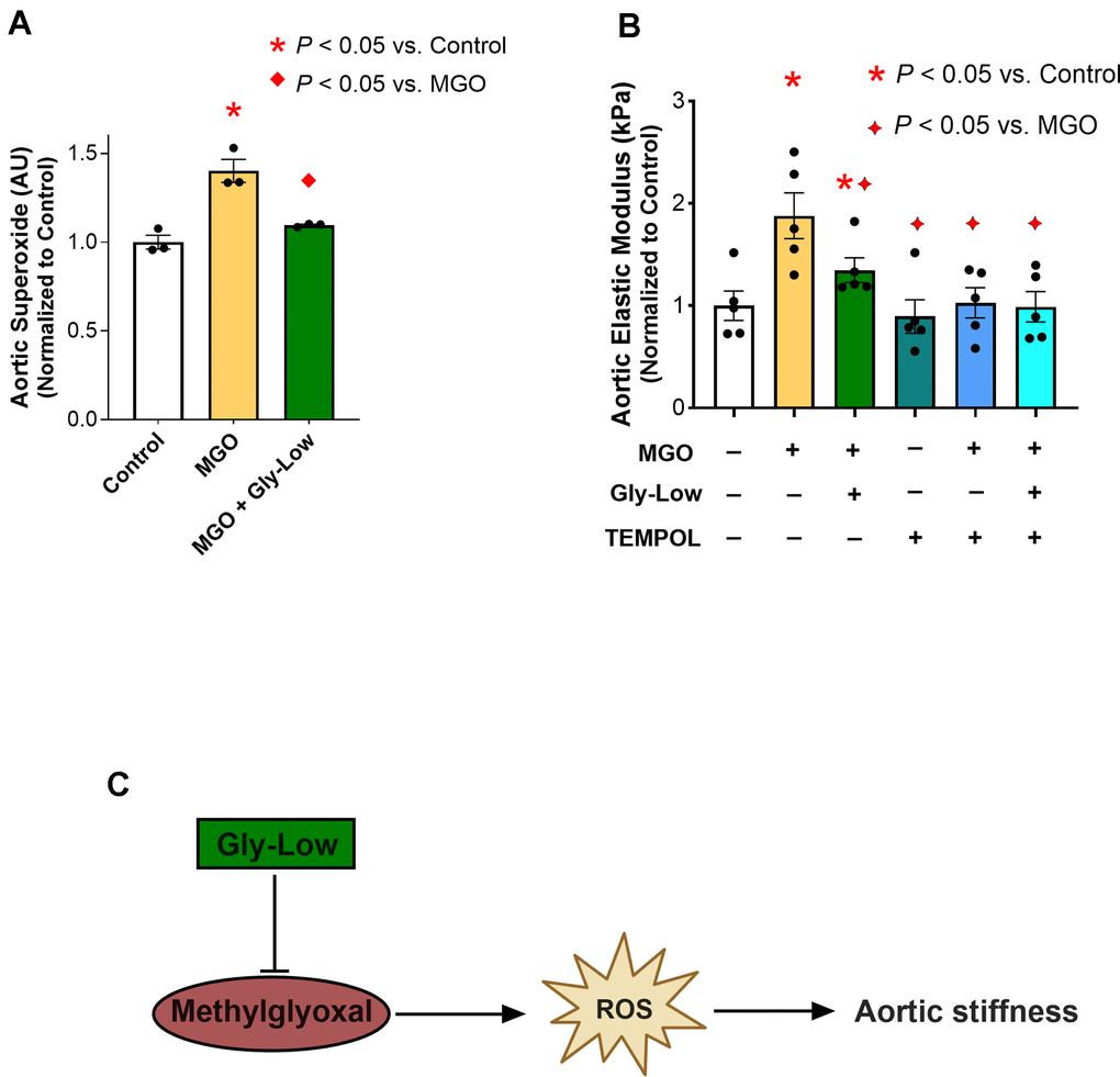 MGO-induced glycation stress drives aortic stiffness, in part, by increasing reactive oxygen species (ROS) levels. (A) Superoxide levels assessed via Electron Paramagnetic Resonance spectroscopy in young intervention-naïve male mouse aortic rings following exposure to standard media (control), MGO, and MGO+Gly-Low (n=3/group). (B) Elastic modulus in aortic rings incubated with/without superoxide scavenger TEMPOL (n=5/group). (C) Mechanistic schematic depicting how MGO-induced glycation stress causes aortic stiffness via increasing ROS levels. Panels (A, B) were analyzed using paired t-tests, as different media conditions were tested on aortas obtained from the same mouse. All values are in mean ± SEM, *p