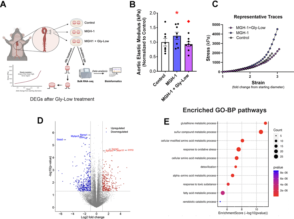 MGH-1 can increase aortic stiffness in young mouse aortas and gly-Low supplementation prevents it. (A) Study paradigm for the ex-vivo aortic stiffness measurement after 48-hour incubation with standard media (control), MGH-1, and MGH-1+Gly-Low. (B) Aortic elastic modulus for young intervention-naïve male mouse aortic rings after incubation (n=8/group). (C) Volcano plot showing the differential expressed genes (510 DEGs) with Padj D) Gene ontology analysis of significantly upregulated (280) differentially expressed genes in response to Gly-Low treatment showing enriched biological processes. Panel (B) was analyzed using paired t-tests, as different media conditions were tested on aortas obtained from the same mouse. All values are in mean ± SEM, *p