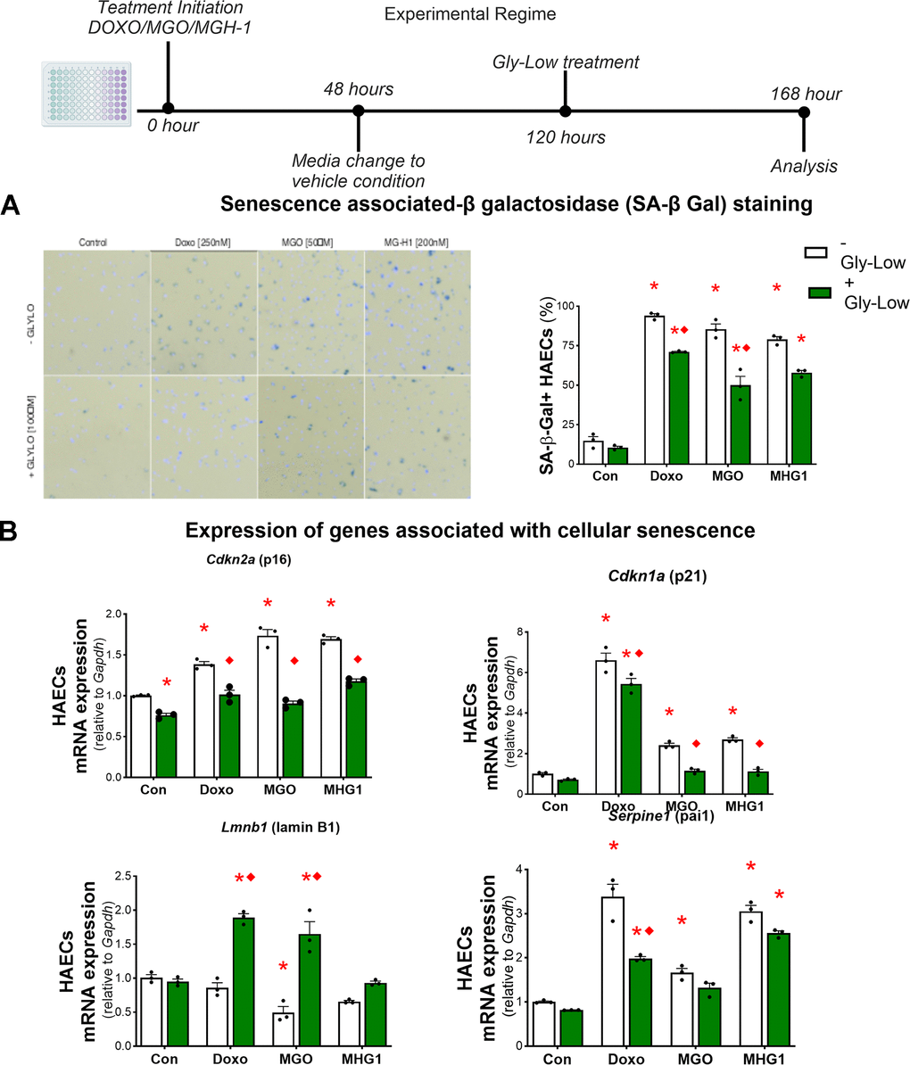 MGO-induced glycation stress can increase cellular senescence. (A) Senescence-associated β-galactosidase staining for HAECs treated with DOXO/MGO/MGH-1 with or without Gly-Low supplementation. (B) mRNA expression of various senescence-associated genes. All data were analyzed using two-way ANOVA, as the analysis included both the treatment condition (control, DOXO, MGO, MGH-1) and the second factor (with or without Gly-Low). All values are in mean ± SEM, *p