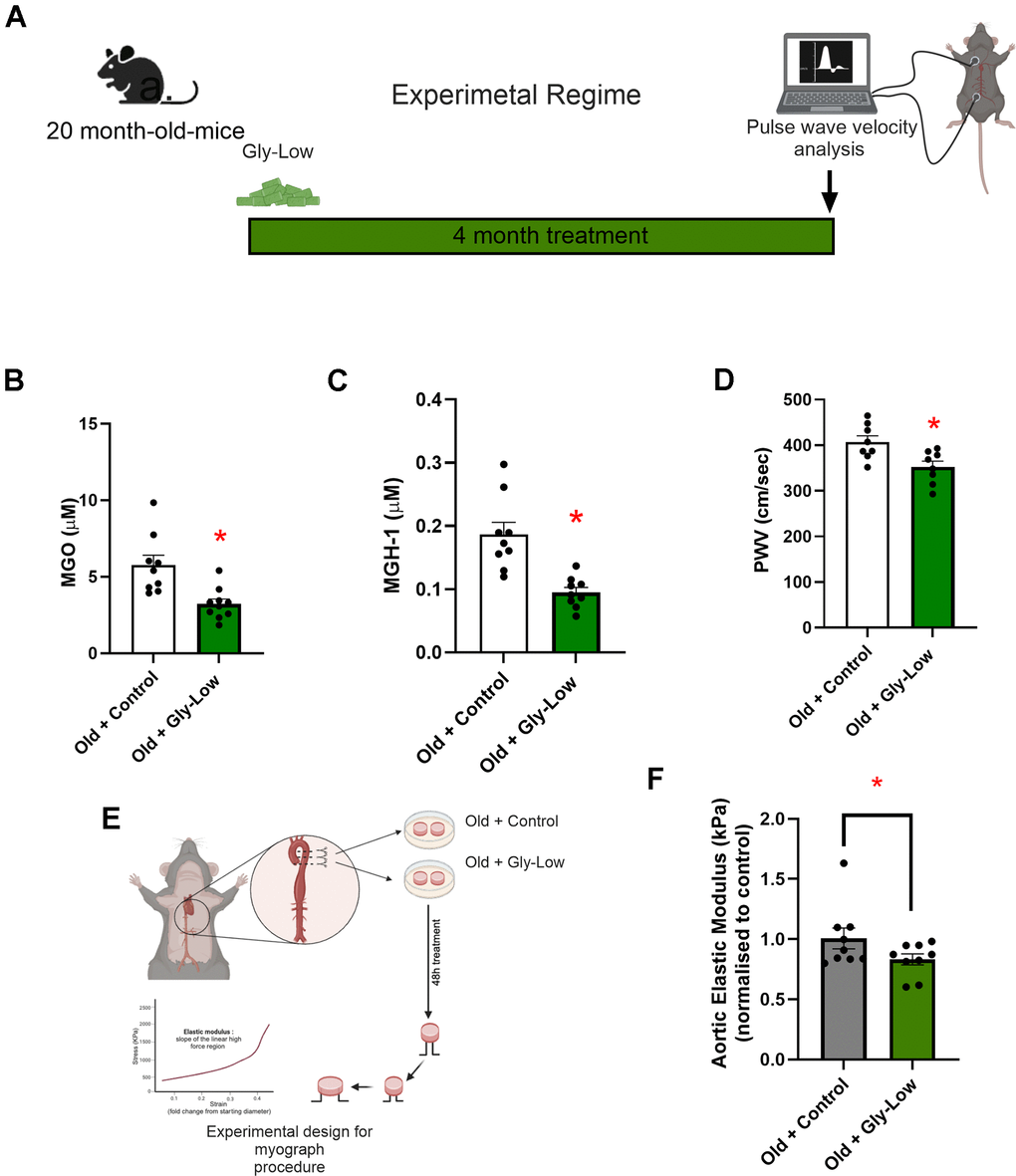 Gly-Low lowers MGO-induced glycation stress and aortic stiffening in old mice. (A) Treatment paradigm for Gly-Low supplementation in 20-month-old male mice. (B) Aortic stiffness as measured by PWV between two study groups (n=8/group). (C) MGO levels in plasma of mice that received control or Gly-Low enriched diet (n=9–10/group). (D) Plasma MGH-1 levels (n=9/group). (E, F) Ex-vivo study paradigm focusing on aortic stiffness in intervention-naïve male old (24–26 months) mouse aortas after 48-hour incubation in standard media (control) and Gly-Low (n=8). Panels (B), (C), and (D) were analyzed using unpaired t-tests, while panel (F) was analyzed using a paired t-test, as different media conditions were tested on aortas obtained from the same mouse. All values are in mean ± SEM, *p