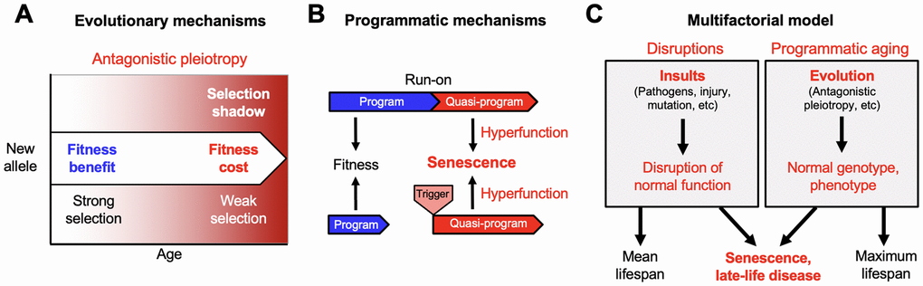 From the evolutionary theory to the multifactorial model. Developing new theory from foundations laid by Misha Blagosklonny. (A) The evolutionary theory of aging. Selection declines at later ages (selection shadow). Consequently, new alleles that promote fitness earlier in life but cause pathology at later ages may be favored by natural selection (antagonistic pleiotropy, AP). (B) Quasi-programmed hyperfunction. AP can be expressed as quasi-programs: genetically determined but non-adaptive derivatives of programs that promote fitness earlier in life. These may arise due to futile program run-on (top) as originally envisaged by Blagosklonny [18], or triggered reactivation (bottom) [23]. (C) The multifactorial model, in simplified form; a more detailed version was presented previously [22]. Late-life diseases are typically multifactorial in etiology. These etiologies fall into two broad categories: insults leading to disruption of normal biological function (left, e.g. infectious pathogens, mechanical injury, mutation); and programmatic action of the normal genotype (B), that are pathogenic due to the evolutionary process (A). Differences in lifespan between individuals, and mean lifespans of populations, are strongly determined by disruptions. Maximum (and also mean) lifespan is determined by programmatic aging, as specified by the normal genome. For example, the shorter maximum lifespan of the mouse Mus musculus (4 years) than the naked mole rat Heterocephalus glaber (31 years) is determined by the normal genome, not disruptions.