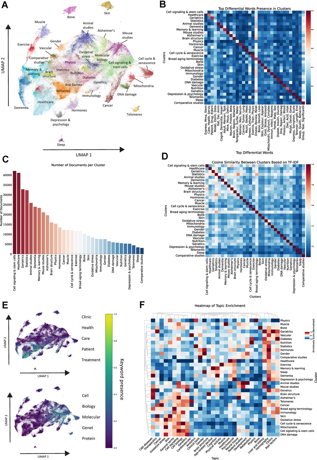 Unsupervised clustering of aging related abstracts. (A) UMAP and Leiden clustering of vectorized documents in the dataset. (B) Heatmap showcasing top differential words in each cluster, color reflects the proportion of documents within each cluster containing any stem from the respective word group. (C) Number of documents per cluster. (D) Cosine similarity analysis between clusters based on TF-IDF vectors. (E) UMAP representation highlighting the presence of keywords related to clinics and healthcare vs. molecular and cell biology. (F) Hierarchical clustering heatmap of topic enrichment in each cluster, color reflects normalized enrichment score.