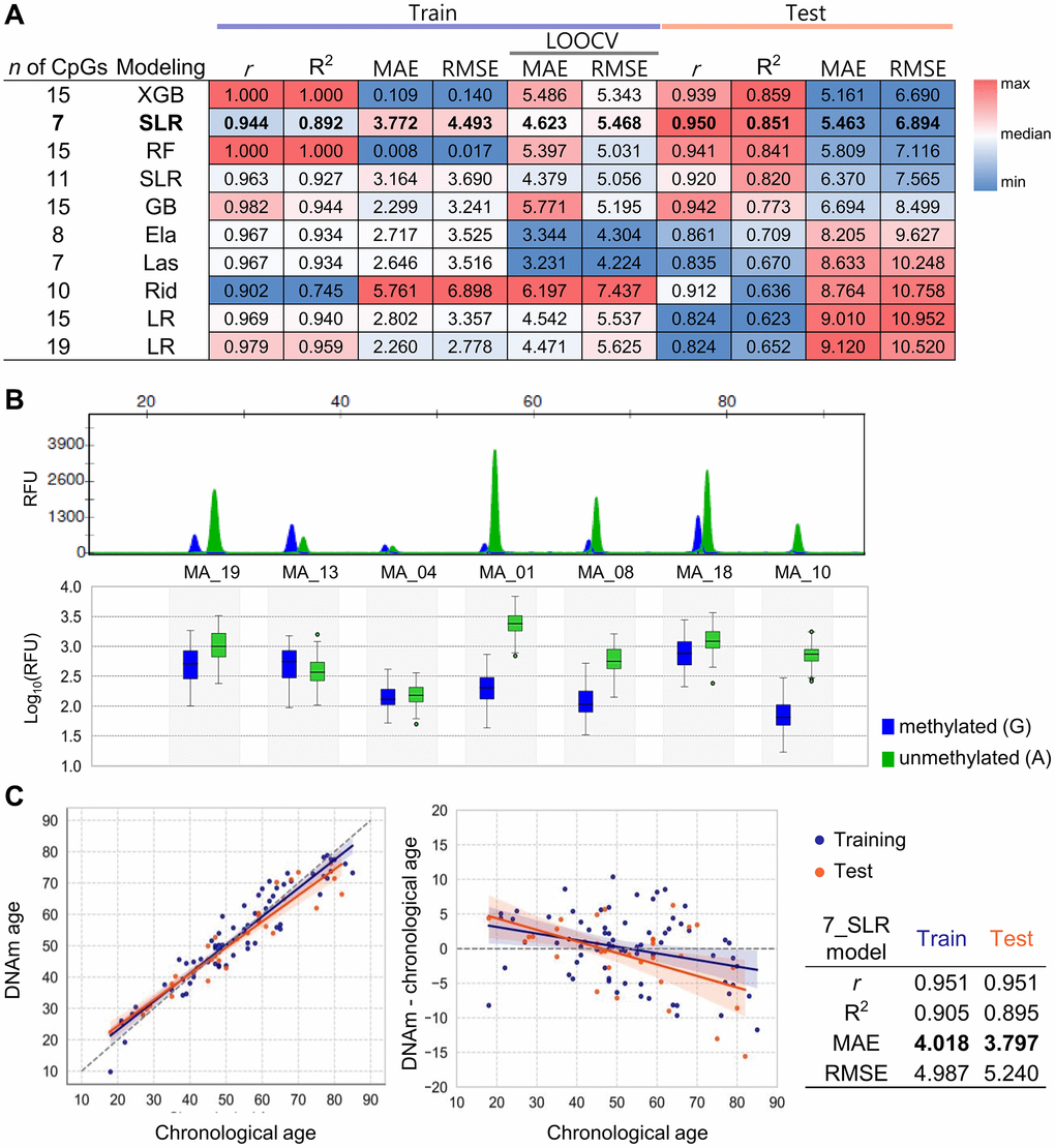 Development and validation of age prediction models using the SBE system. (A) Performance heatmap of 10 machine learning models based on the SBE platform. Models differ by algorithm (LR, SLR, Ela, Las, Rid, RF, GB, XGB) and number of CpGs used. The performance metrics such as r, R2, MAE, and RMSE values were calculated for both training and test sets. A total of 68 samples were used, with 43 assigned to the training set and 25 to the test set. An additional 35 samples were later included, resulting in a final dataset of 103 samples, consisting of 71 samples for training and 32 for testing, which were used for the final modeling. The heatmap displays relative values using a red-to-blue gradient for each column criterion. The top-performing SBE model is shown in bold. (B) Electropherogram of a unified SBE system using seven CpGs selected from both NGS and SBE models. Capillary electrophoresis was performed using a 3500 genetic analyzer (upper plot). The log10(RFU) values for each peak are shown in a box plot, displaying the mean ± SEM (lower plot). Blue fluorescence represents Guanine (G), representing methylated cytosine, while green fluorescence indicates Adenine (A), representing unmethylated cytosine. (C) Age prediction performance of the best-performing SBE model. The best model’s accuracy was assessed by comparing predicted age with chronological age for 103 individuals in the training and test sets, represented by orange and blue points, respectively (left plot). Residuals between DNAm age and chronological age were plotted (right plot). Regression lines and 95% confidence intervals are shown. Performance metrics for the model are summarized in the accompanying table.