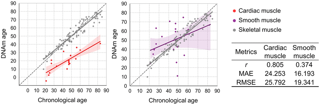 Applicability of the best-performing SBE model to cardiac and smooth muscle tissues. Plots compare DNAm age and chronological age using the best SBE model across tissue types. Left: skeletal (gray) vs. cardiac muscle (red, n = 19); right: skeletal vs. smooth muscle from uterus (purple, n = 19). Skeletal muscle samples (n = 103) are shown in gray on both plots. Solid lines represent the regression relationships for each tissue type, with 95% confidence intervals shaded in corresponding colors. Performance metrics for each tissue are summarized in the accompanying table.