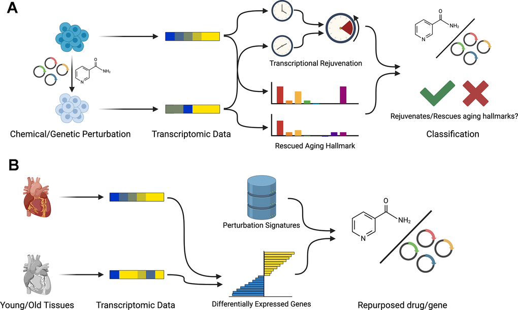 Workflow of REVIVE. REVIVE has two different modes: (A) Based on a set of transcriptomic samples from perturbation experiments and corresponding control samples, REVIVE estimates the change in the predicted age and the enrichment of aging hallmarks in both groups. Perturbations that show a significant decrease in the predicted age and that rescue at least one aging hallmark are considered to be able to restore a more youthful transcriptional state. (B) In order to repurpose perturbations to restore youthful transcriptional states, REVIVE requires a set of differentially expressed genes between a young and old cell type or tissue sample and ranks perturbations based on their potential to revert the expression of the observed differentially expressed genes.