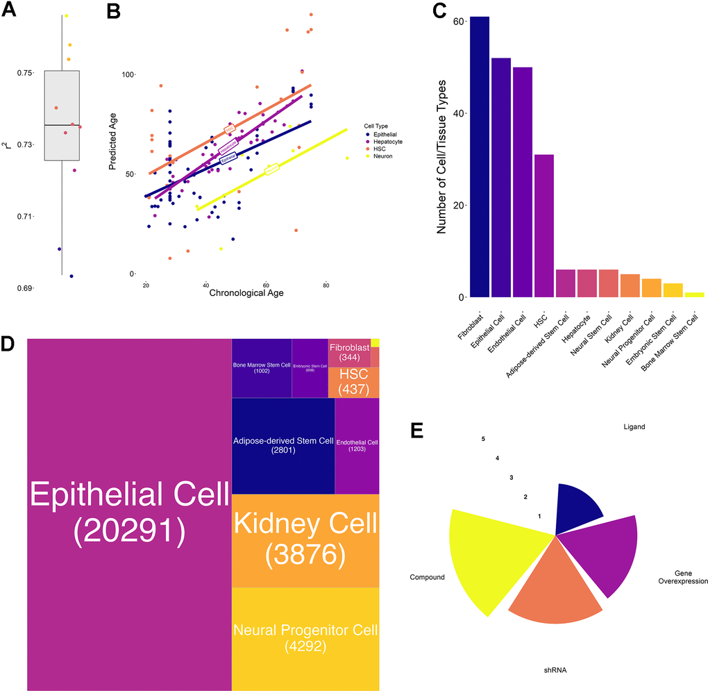 Transcriptional aging clock validation and characteristics of collected transcriptomic perturbation data. (A) Boxplot of the 10-fold cross-validation performed during training the transcriptional aging clock. The solid lines represent the median and whiskers extend to +/- 1.5*IQR (interquartile range) (B) Predicted versus chronological age of independent validation samples in four different cell types: Hematopoietic stem cells (HSC, orange), hepatocytes (purple), epithelial cells (blue) and neurons (yellow). Solid lines represent the regression lines across all points of the same cell type. (C) Bar chart depicting the number of cell annotations matching each homogenized cell or tissue type. These annotations subsume different cell lines as well as orthographic representations of the same cell/tissue type. We observed the highest number of annotations for Fibroblasts, Epithelial and Endothelial cells whereas bone marrow stem cells annotations were a priori unique. (D) Treemap of the number of perturbations performed in each cell or tissue type. More than 50% of the collected experiments have been performed in epithelial, followed by kidney, neural progenitor, adipose-derived stem and endothelial cells. In total, more than 80% of experiments have been performed in these 5 cell/tissue types. (E) Radar plot represents the number of experiments per perturbation type. Values are on a log10-scale.