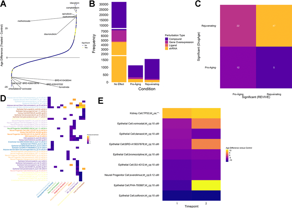 Screening for perturbations that restore a youthful transcriptional state. (A) Scatter plot of age differences for more than 39000 conditions. Positive values correspond to a pro-aging effect on the transcriptome while negative values signify a more youthful transcriptional state. Significant differences are colored yellow. Significance was determined based on an adjusted p-value of less than 0.01 (t-test, Benjamini-Hochberg correction) (B) While most of the tested conditions did not show a significant change in their predicted age, more than 1000 conditions led to a more aged transcriptional state. In contrast, a more youthful transcriptional state could be restored in 1558 conditions. Of these, the vast majority is based on chemical compounds (purple). (C) Comparison of compounds that are considered significant in DrugAge (i.e. increasing the lifespan of the treated model organism) with their counterparts in REVIVE. Compounds that showed an adjusted p-value less than 0.01 in any condition were considered significant. The comparison was restricted to compounds (i) that were included in DrugAge and (ii) for which transcriptional samples before and after treatment in any cell type were included in the assembled dataset. Each tile is annotated and colored with the number of cases falling into each category. (D) Process enrichment for 12 aging hallmark gene sets for the top 5 effectors of each process among the interventions that restore a more youthful transcriptional state. Negative values (blue) represent the rescuing of a hallmark while positive values (yellow) indicate a pro-aging effect. X- and Y-axis labels are color coded to visualize the processes that are most rejuvenated by each intervention. (E) Heatmap of predicted age differences across multiple timepoints for interventions predicted to rejuvenate cells. Higher values (yellow) represent a pro-aging effect whereas lower values (blue) indicate age reversal.