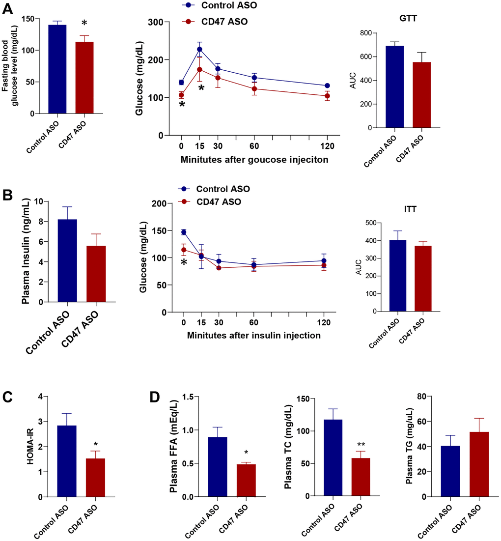 CD47 ASO treatment improved glucose homeostasis and hyperlipidemia in aged male mice. (A) Fasting glucose levels were measured after 6 hrs fasting and glucose tolerance test (GTT) was performed. AUC (area under curve of GTT) was shown; (B) Fasting insulin levels, Insulin tolerance test (ITT) and AUC of ITT were shown; (C) HOMA-IR was calculated; (D) Plasma free fatty acid, total cholesterol, and triglycerides levels were measured. Data are represented as mean ± SEM (n = 6) mice/group). *P **P 